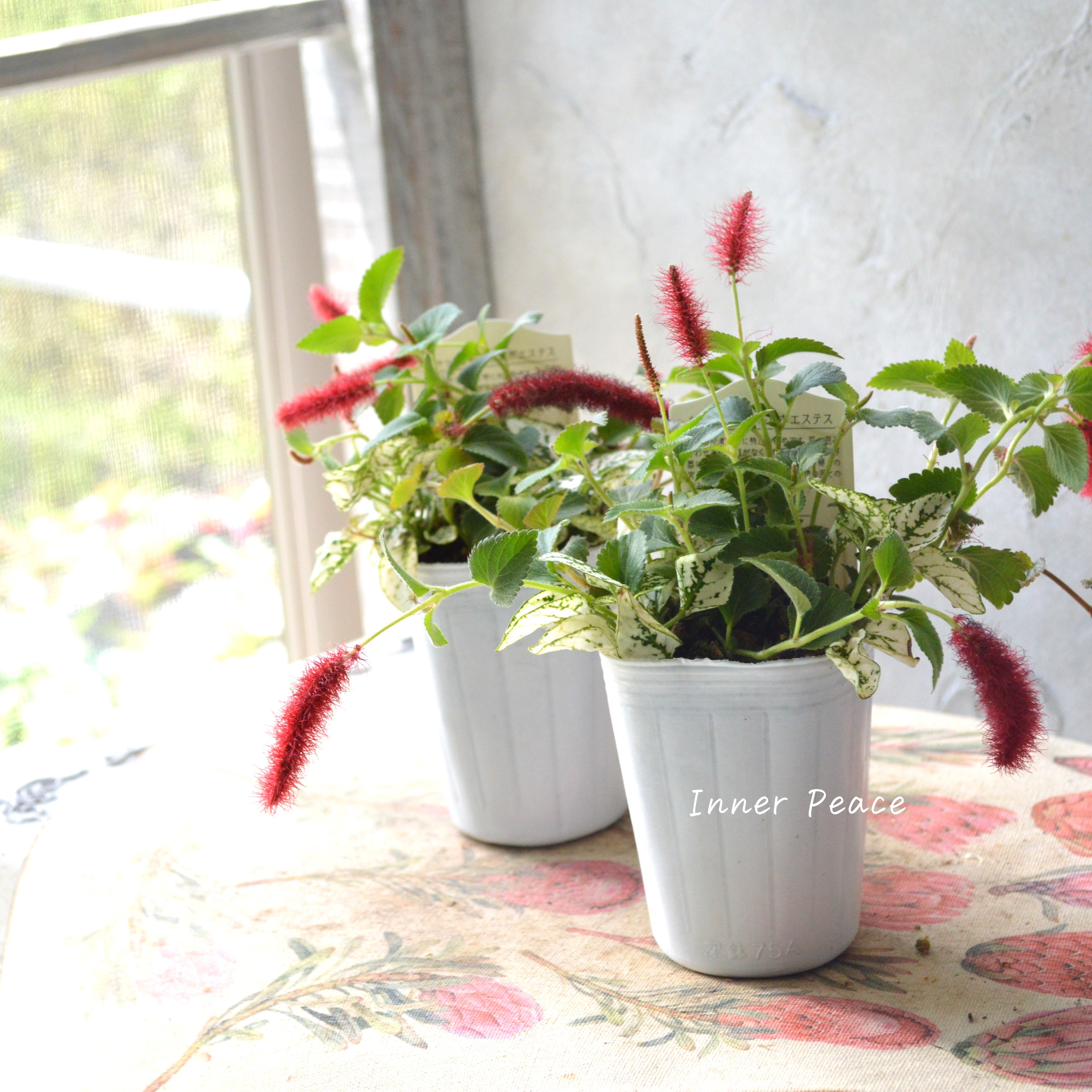 【寄せ植えに】 ヒポキャット(ヒポエステス白+キャッツテール) 2.5寸ロングPOT