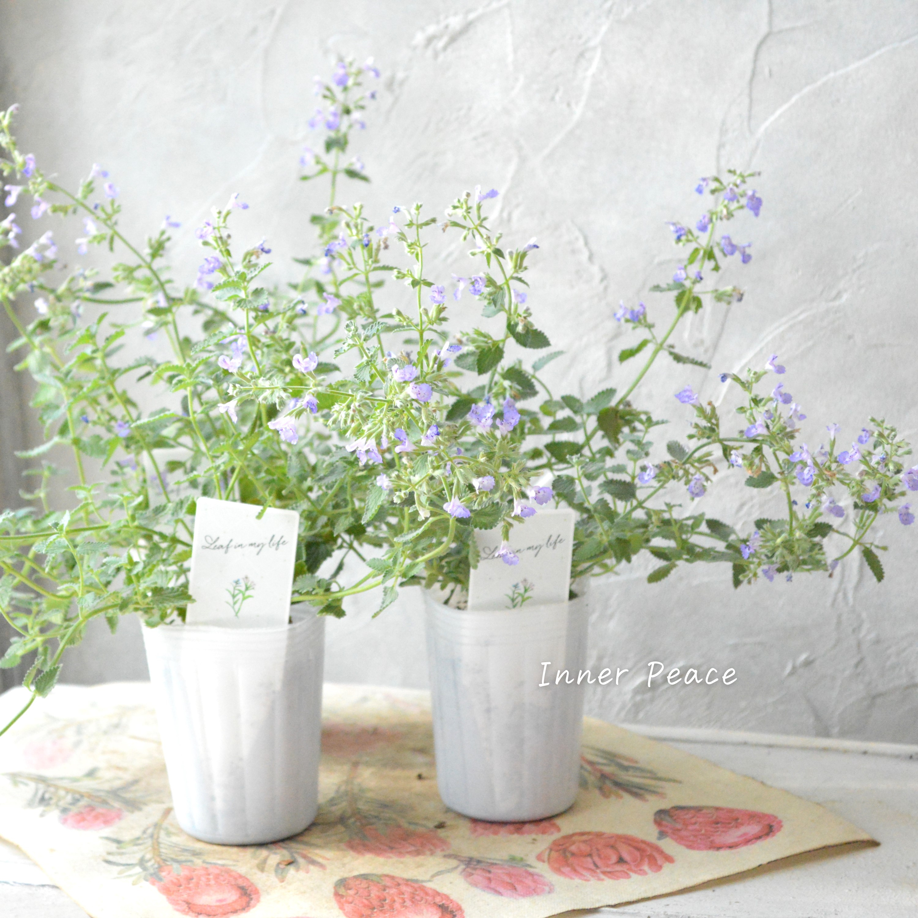 【宿根】 カラミンサ 『薄パープル』 2.5寸POT