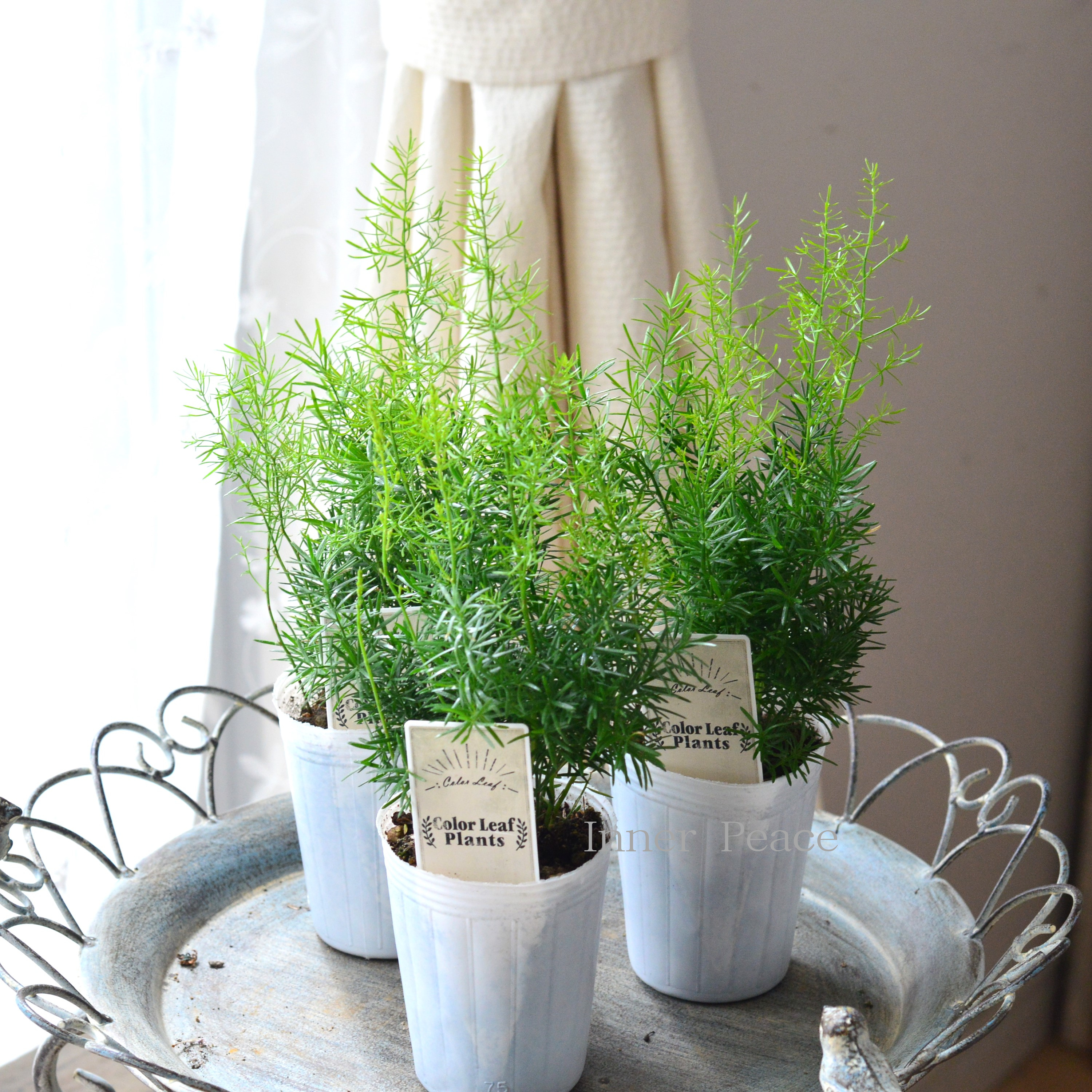 【ふんわり】 アスパラガス 『スプレンゲリー ファジーファーン』 2.5寸ロングPOT