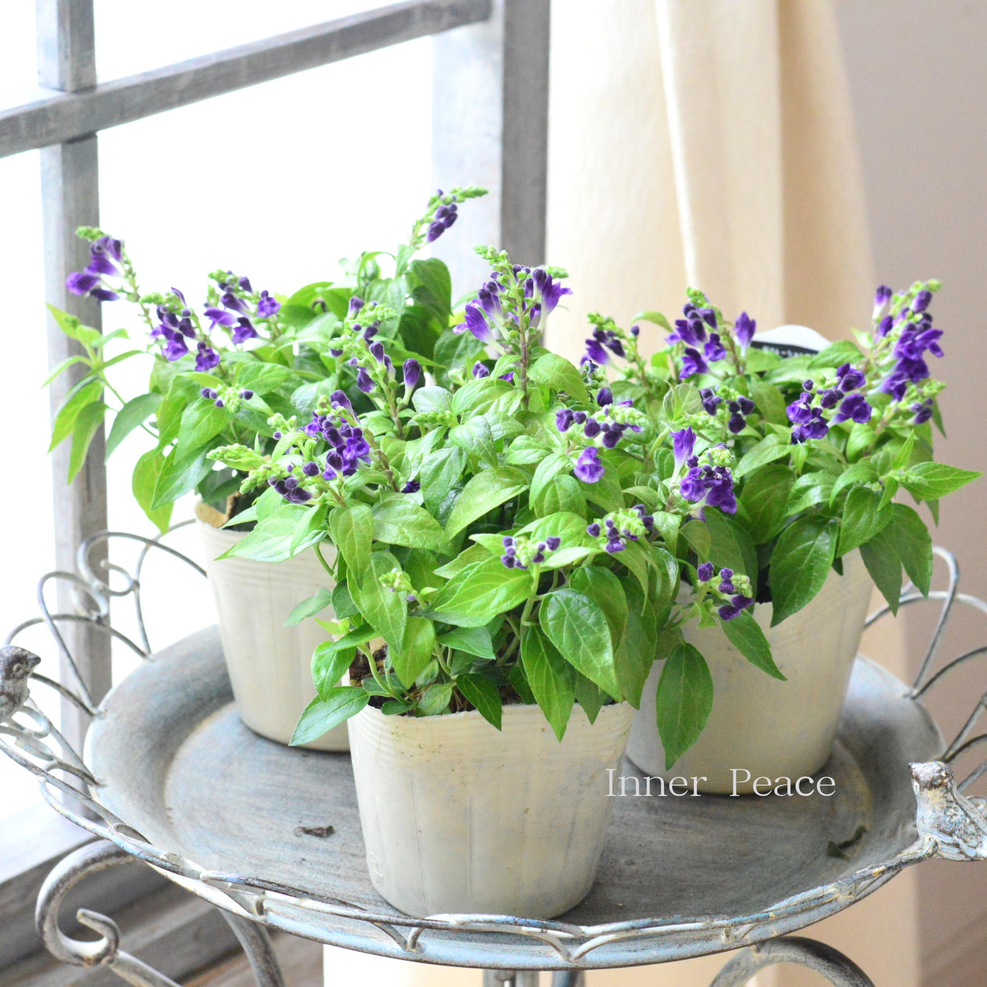 【美しい】 スクテラリア 『ジャワニカ・ベランダ』 3.5寸POT