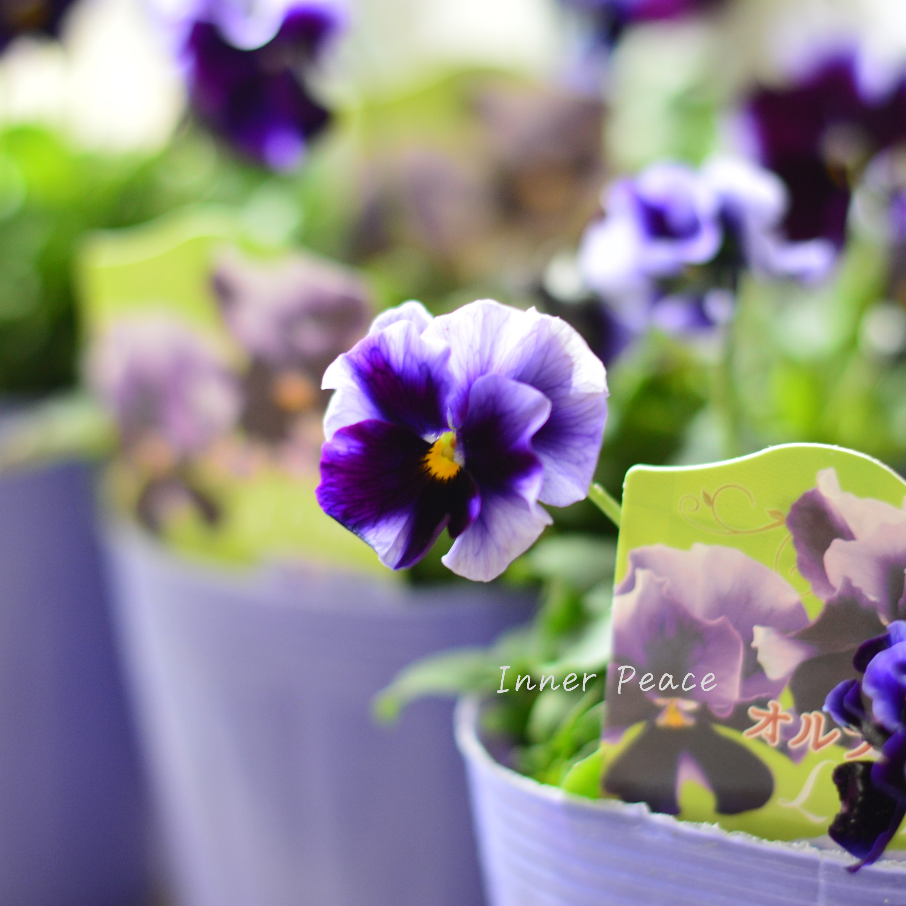 【花夢園芸さん】 ビオラ 『オルフェオ』 3寸ロングPOT