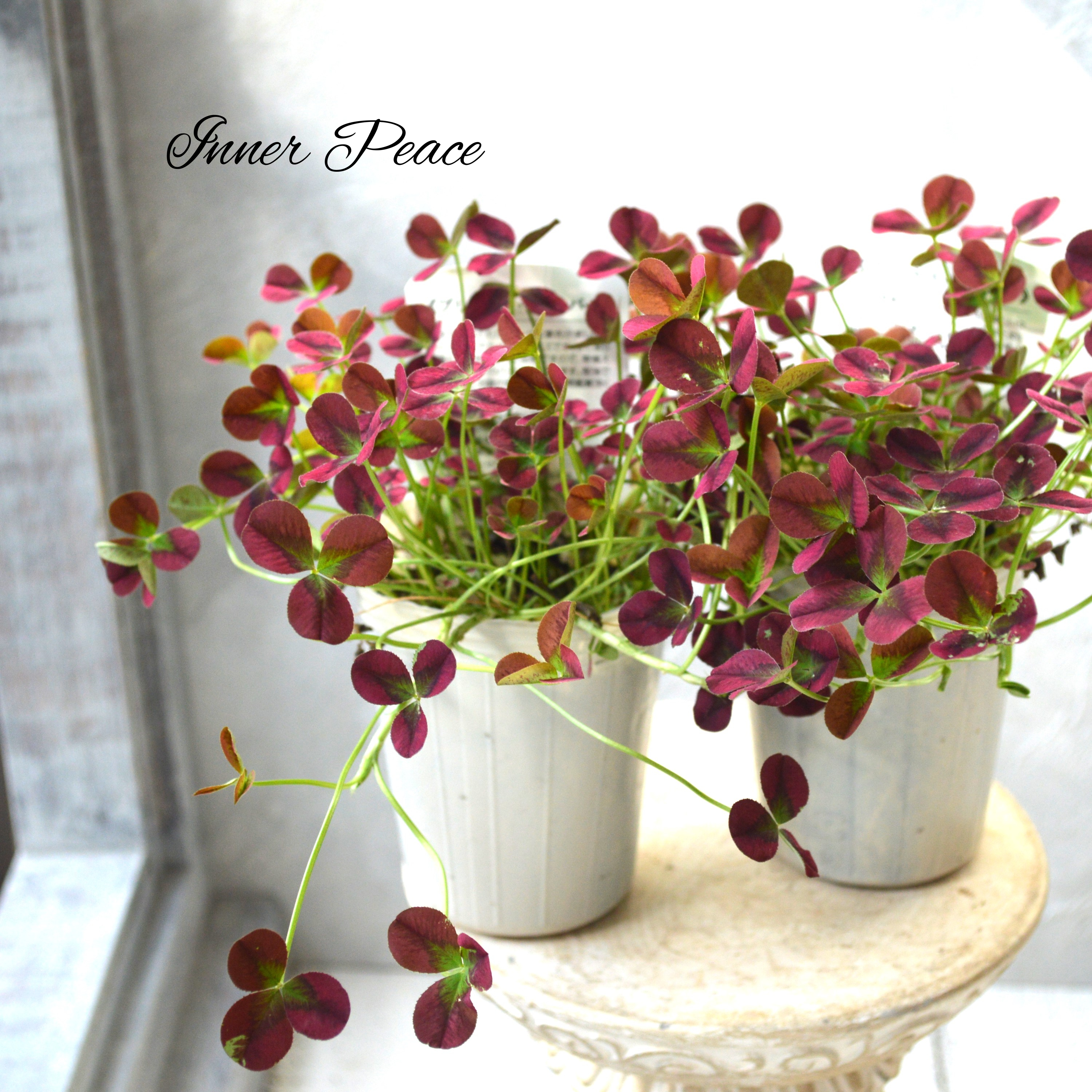 【かわいい】 プリンセスクローバー 『イザベル』 2.5寸ロングPOT