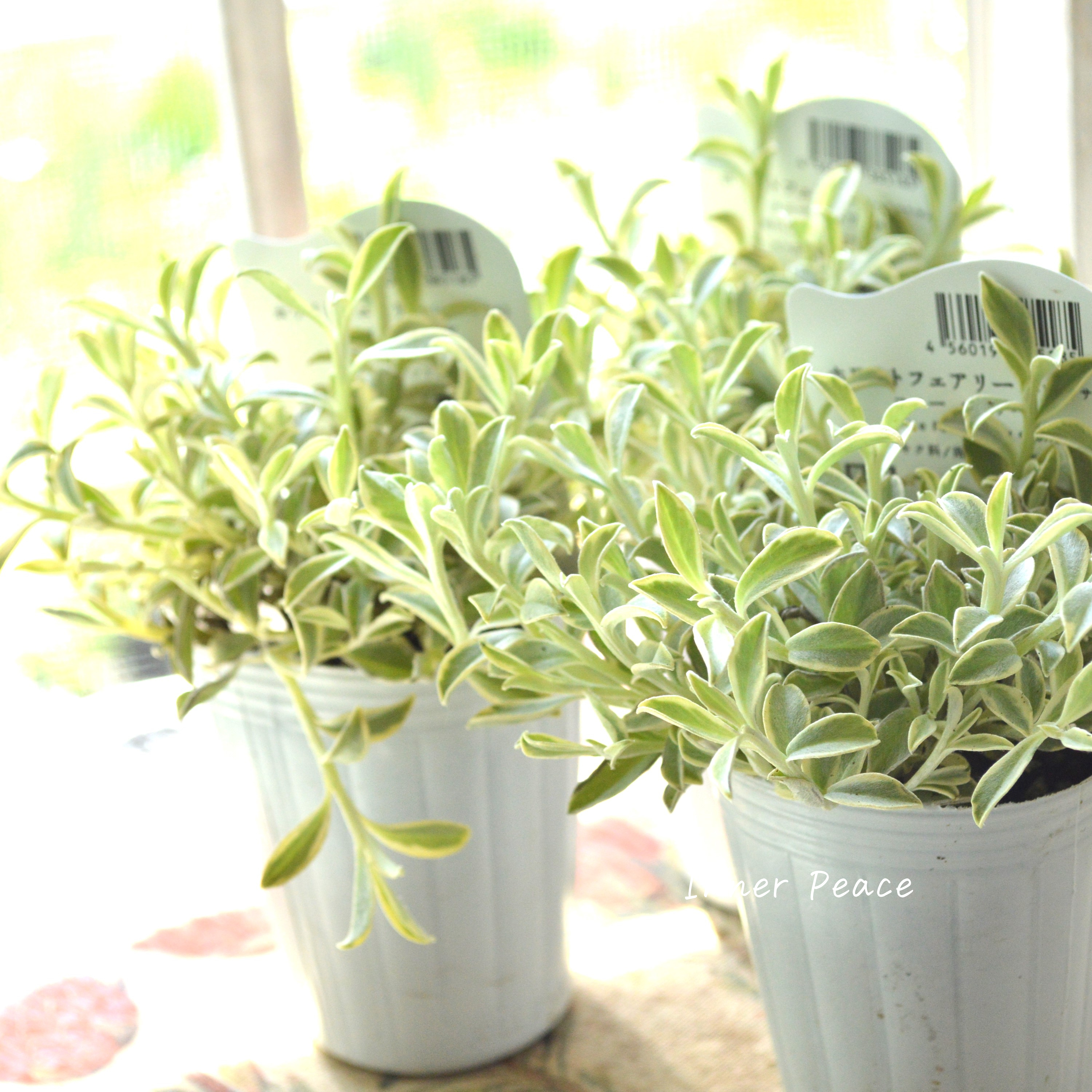 【斑入り】 ヘリクリサム 『ホワイトフェアリー・コニーエトワール』 2.5寸POT