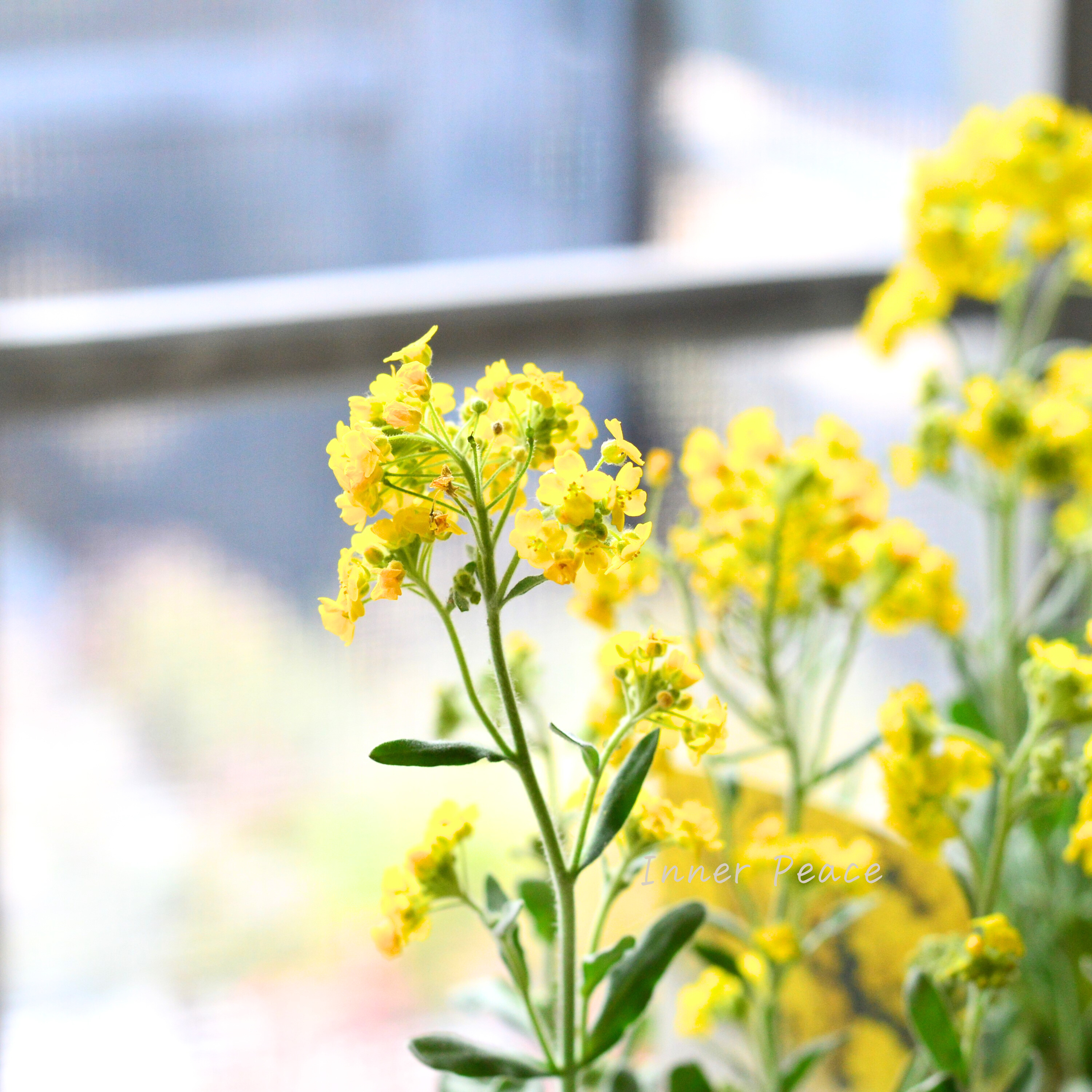 【宿根】 アリッサム サクサティーレ 『サミット』 3.5寸POT