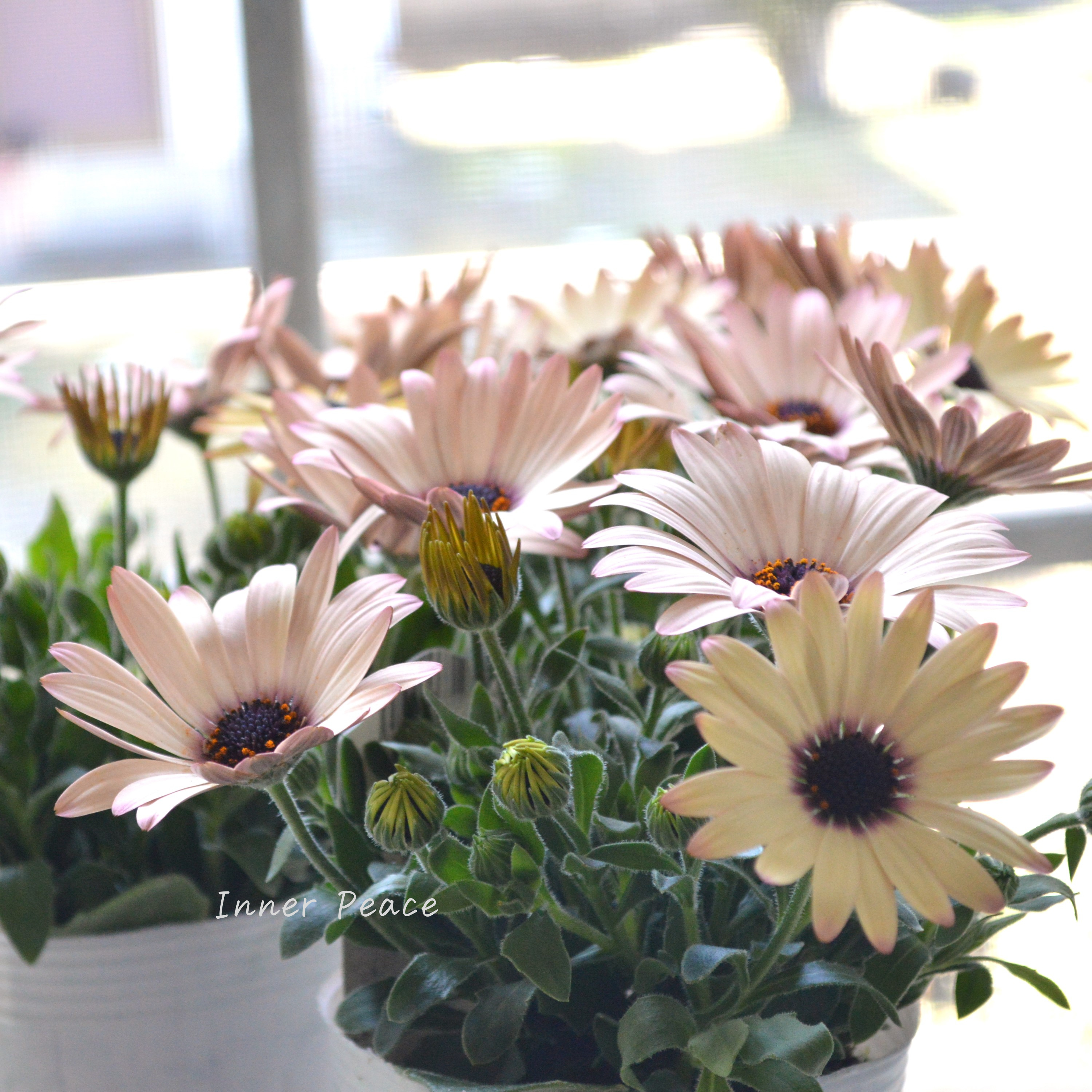 【松原園芸さん】 オステオスペルマム 『パティエ・ベリーズパフェ』 3寸ロングPOT