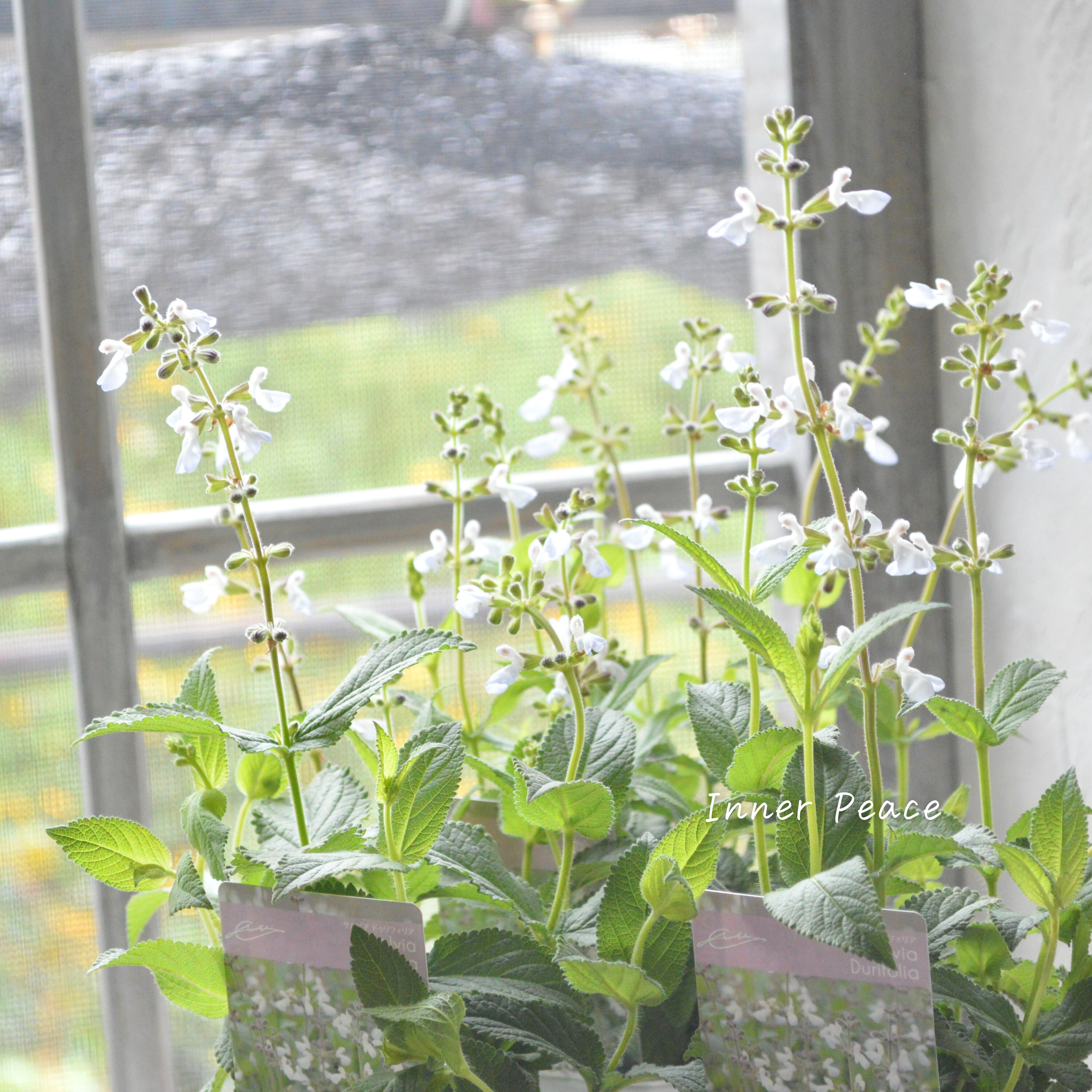 【宿根】 サルビア 『ドゥリフォリア』 3寸ロングPOT