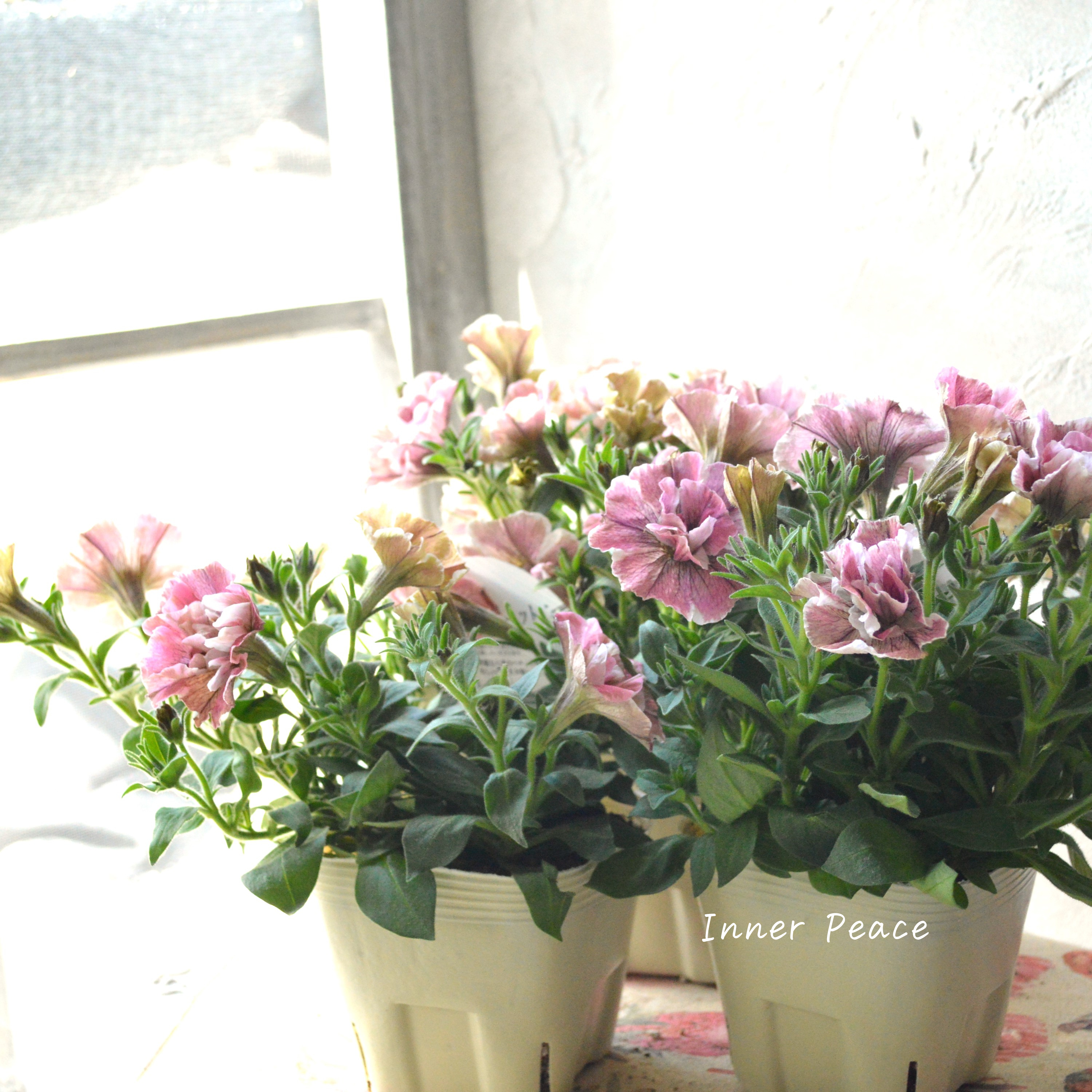 【花芳さんオリジナル】 八重咲きペチュニア 『ジュリエット・桜モダン』 3.5寸POT