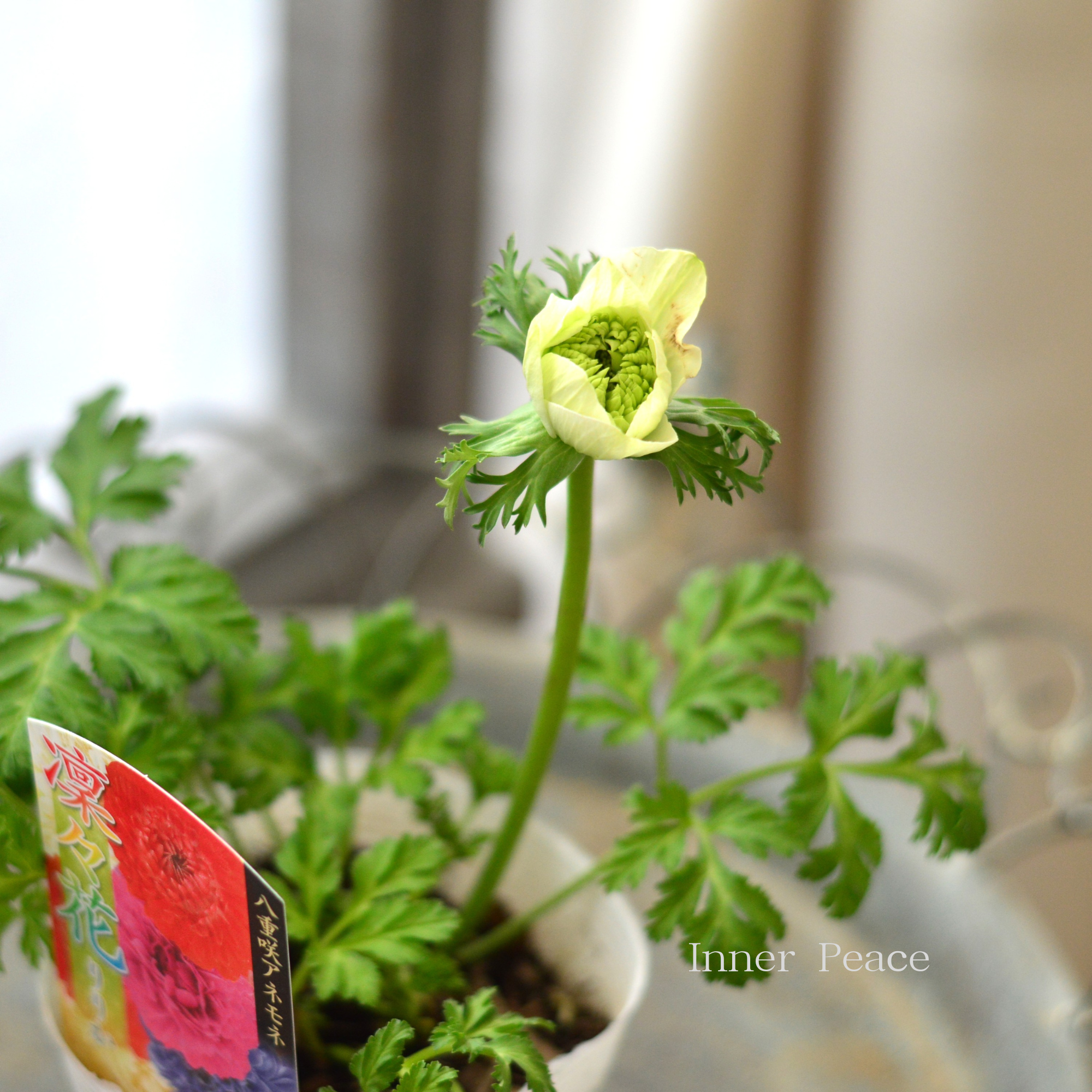 【八重咲き】 アネモネ 『凜々花・グリーン系』 3.5寸POT