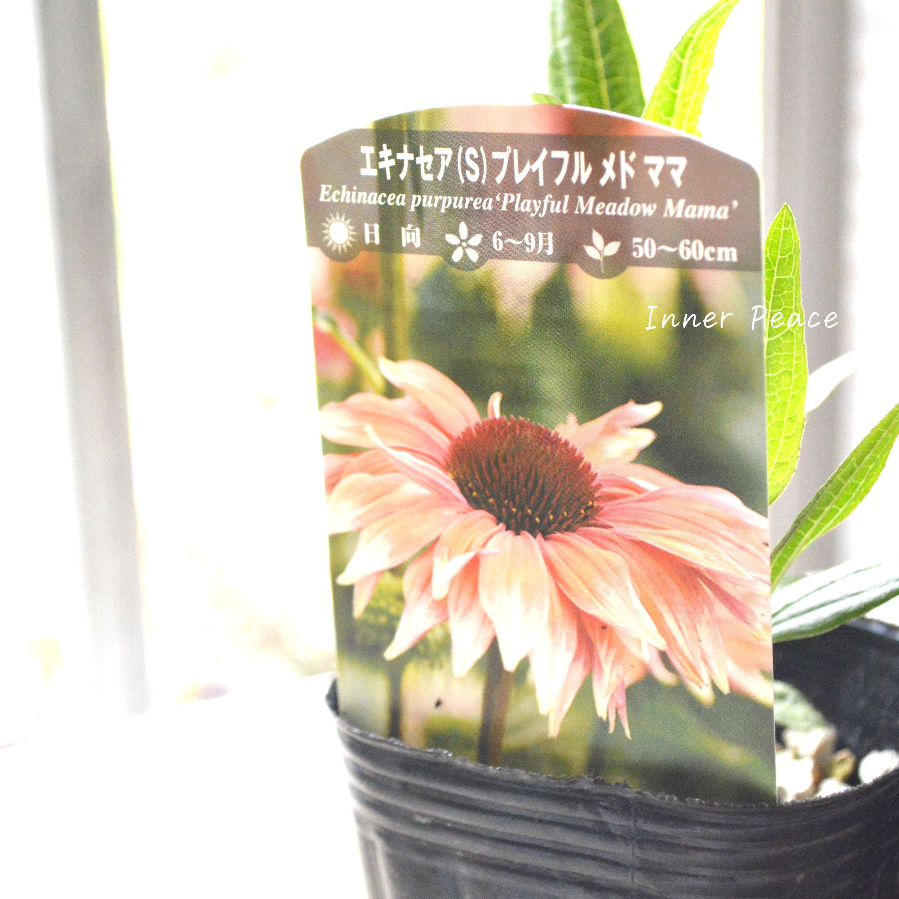 【暑さ寒さに強い】 エキナセア 『プレイフル メド ママ』植え込み用 3寸POT