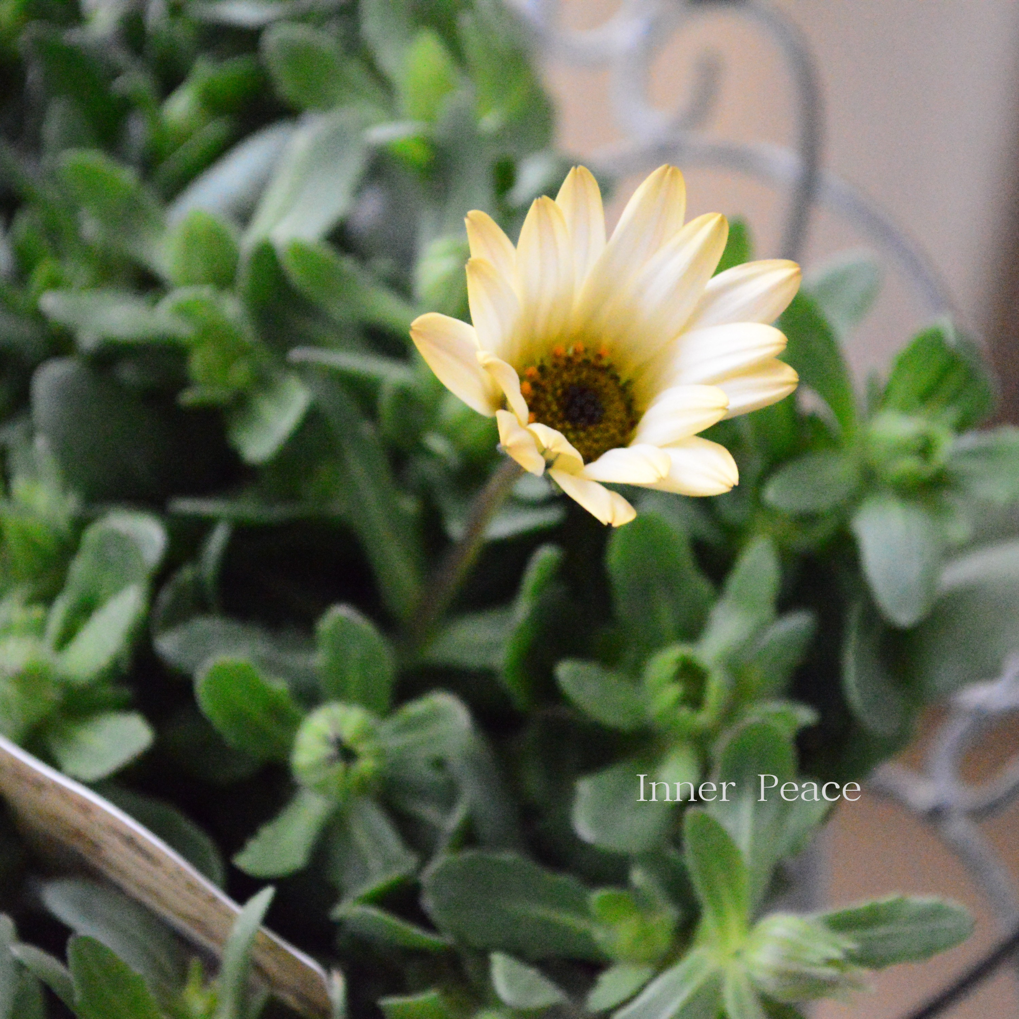 【春色】 ディモルフォセカ 『パステリーナ・イエロー系』 3.5寸POT