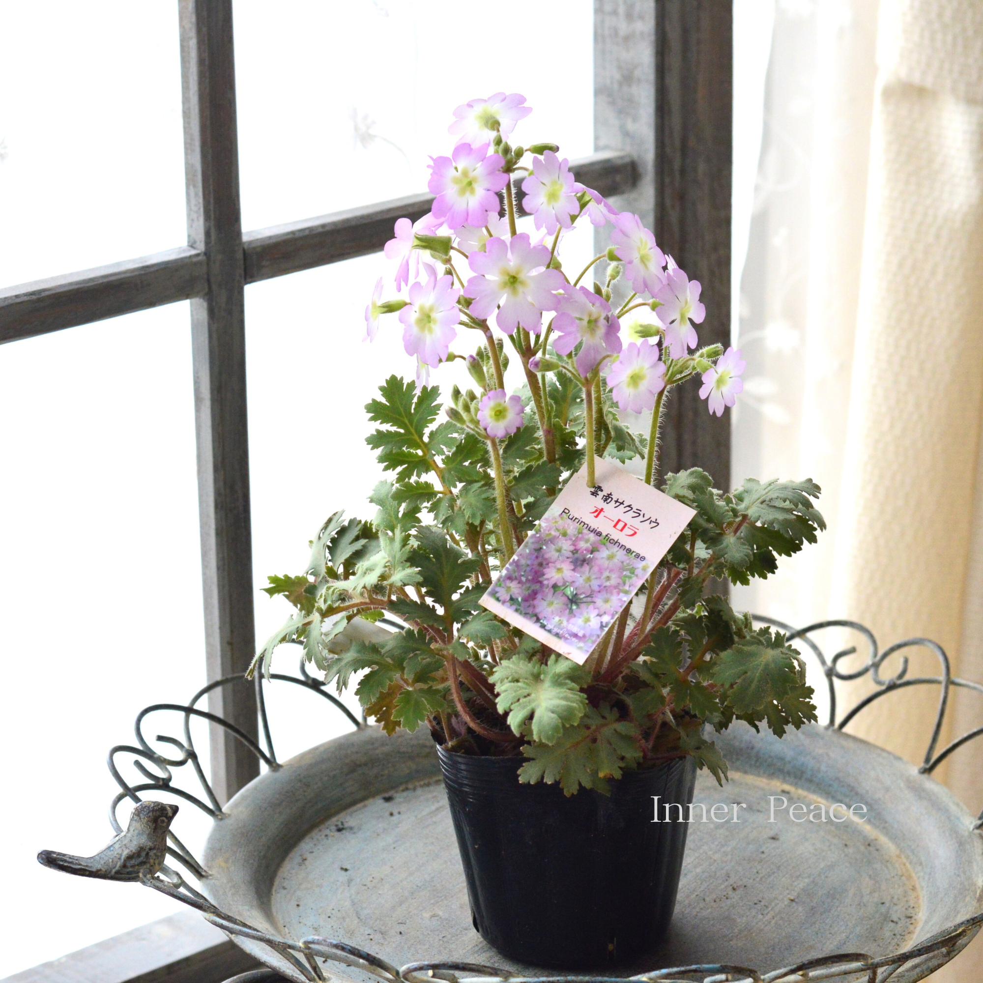 【かわいい】 雲南サクラソウ 『オーロラ』 3.5寸POT