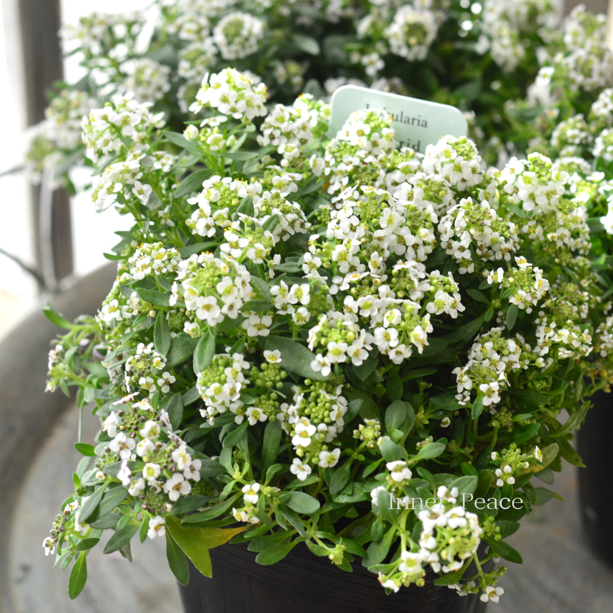 【3本植え】 スイートアリッサム 『ホワイト』 3寸POT