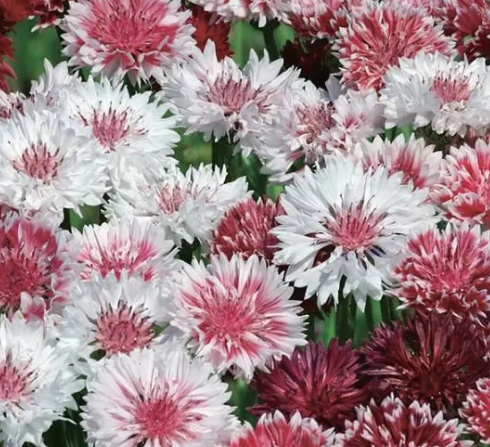 【寒さに強い】 セントーレア(矢車草) 『クラシックロマンティック』植え込み用 3寸POT