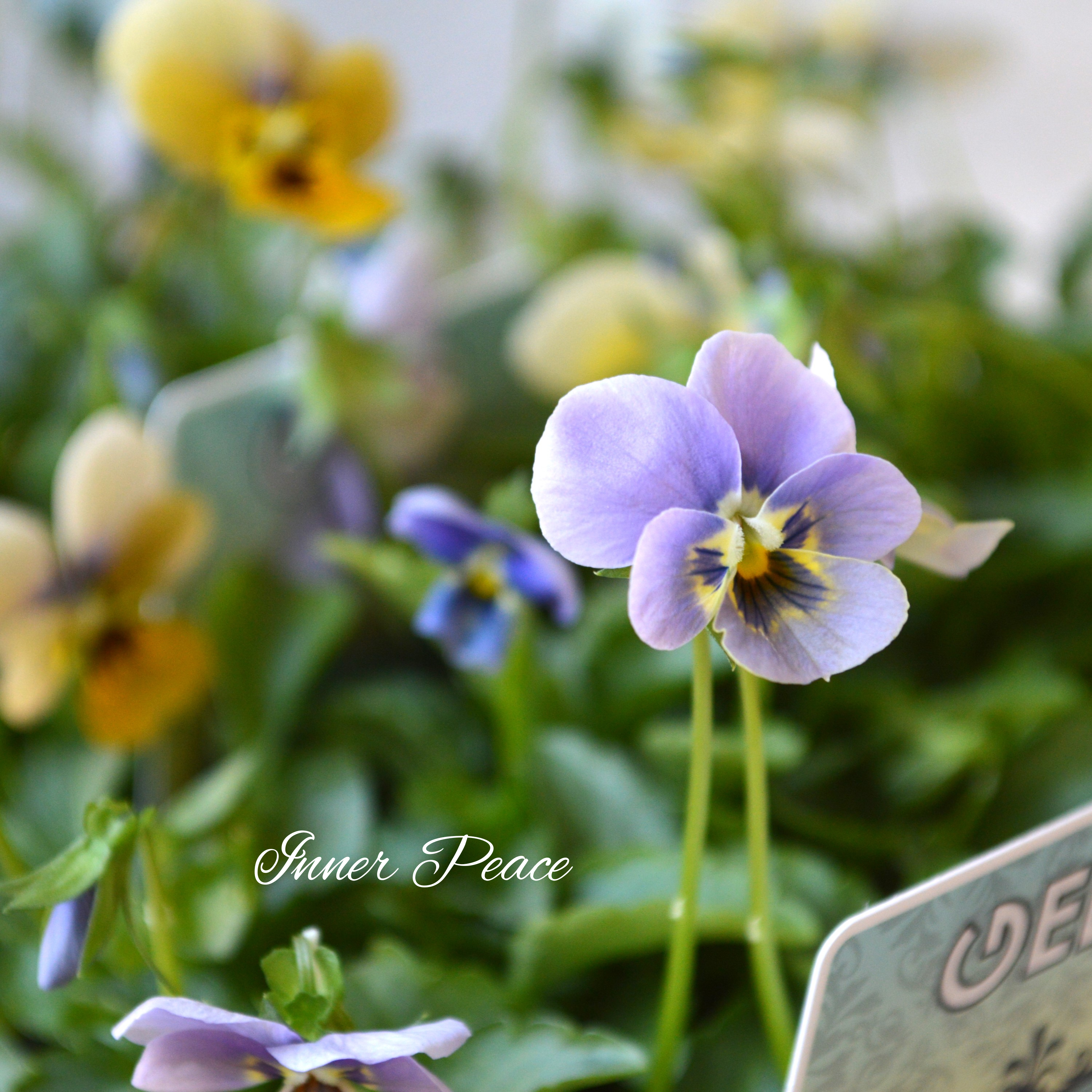 【ゲブラさん】 小輪ビオラ 『マリア』 3.5寸POT