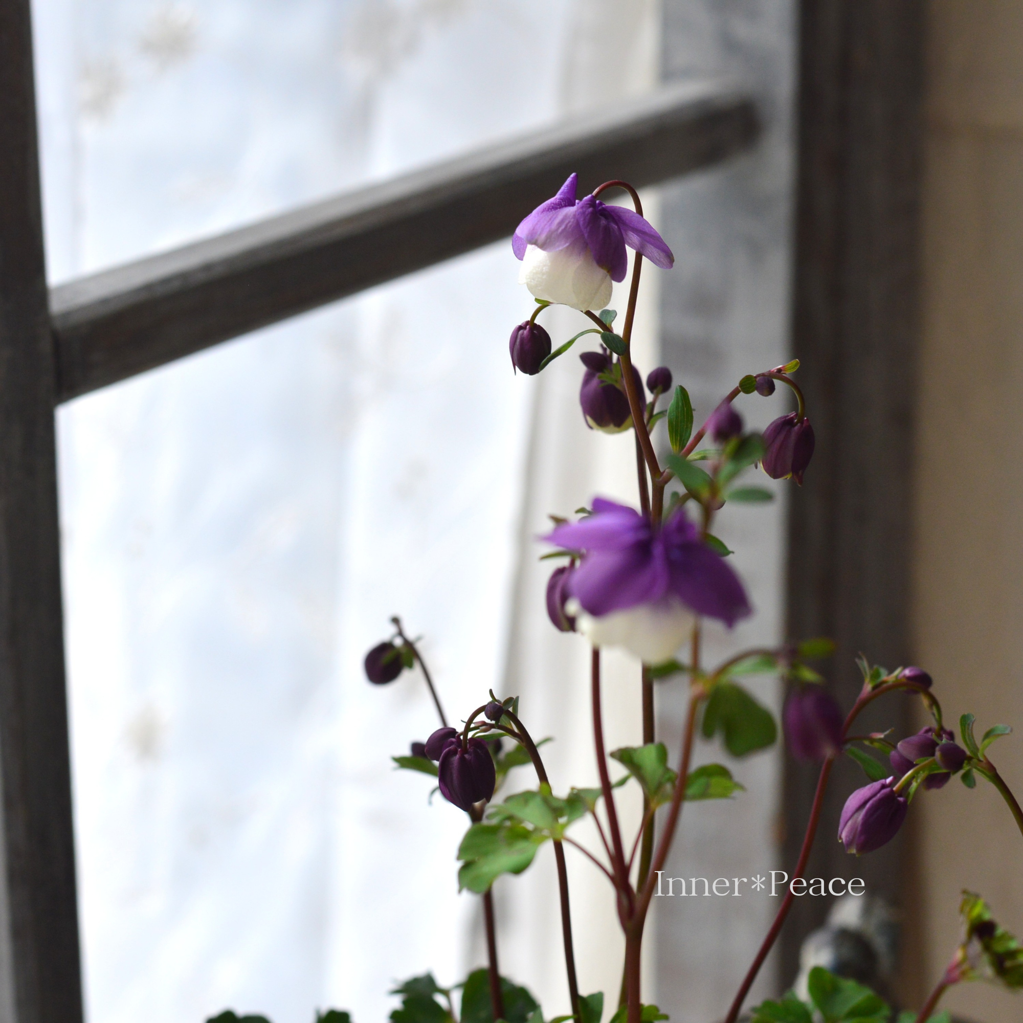 風鈴オダマキ 『パープル×ホワイト系』 3寸POT