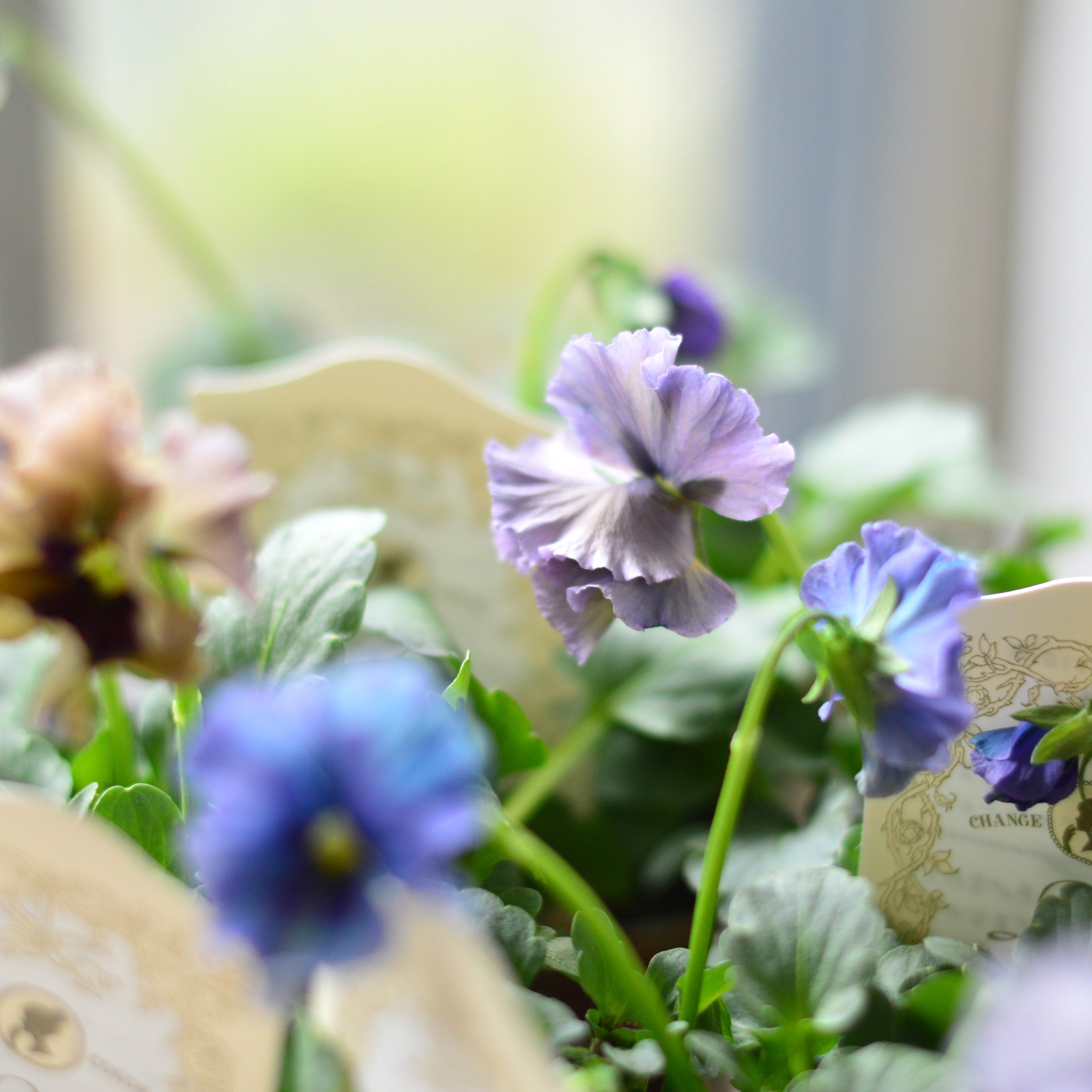 【希少】 石川園芸さんビオラ 『レディ』 3寸POT