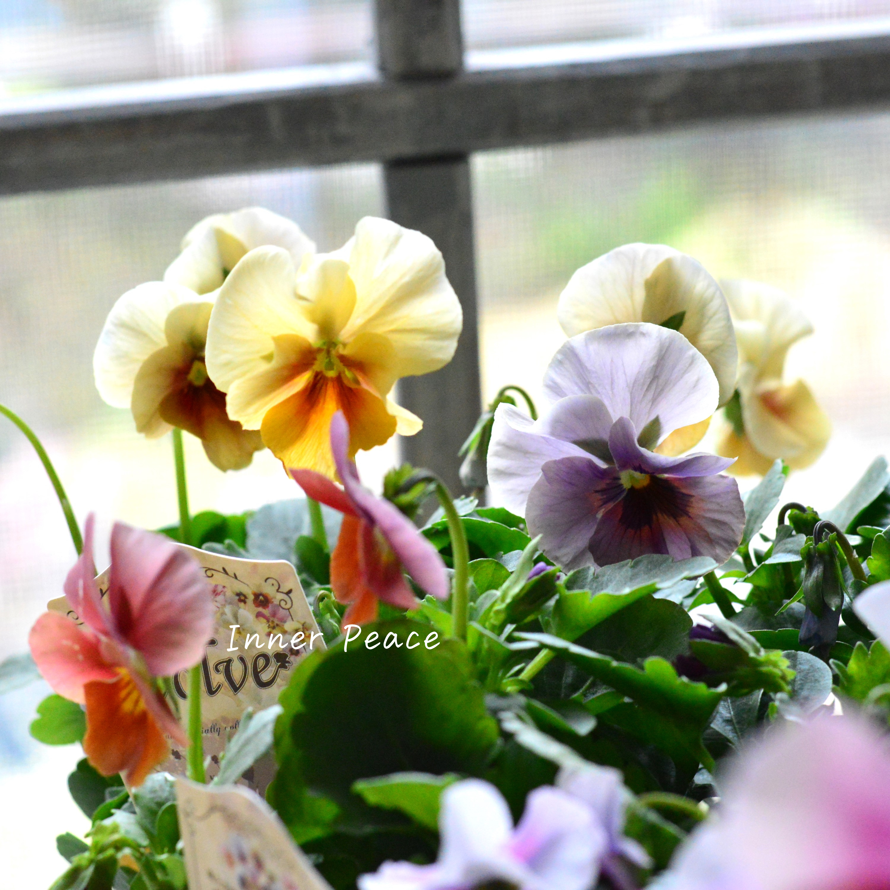 【美しい】 ビオラ 『evolve ~エボルベ~』 3.5寸POT