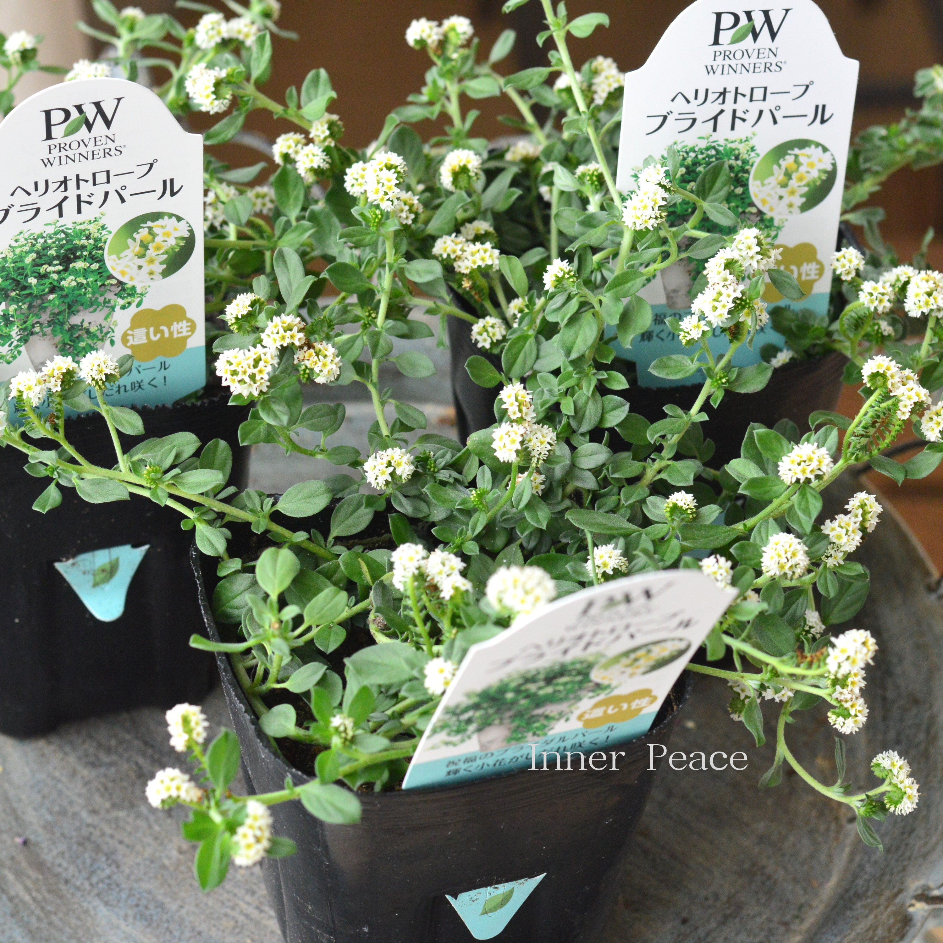 【PWさん】 ヘリオトロープ 『ブライドパール』 3.5寸POT