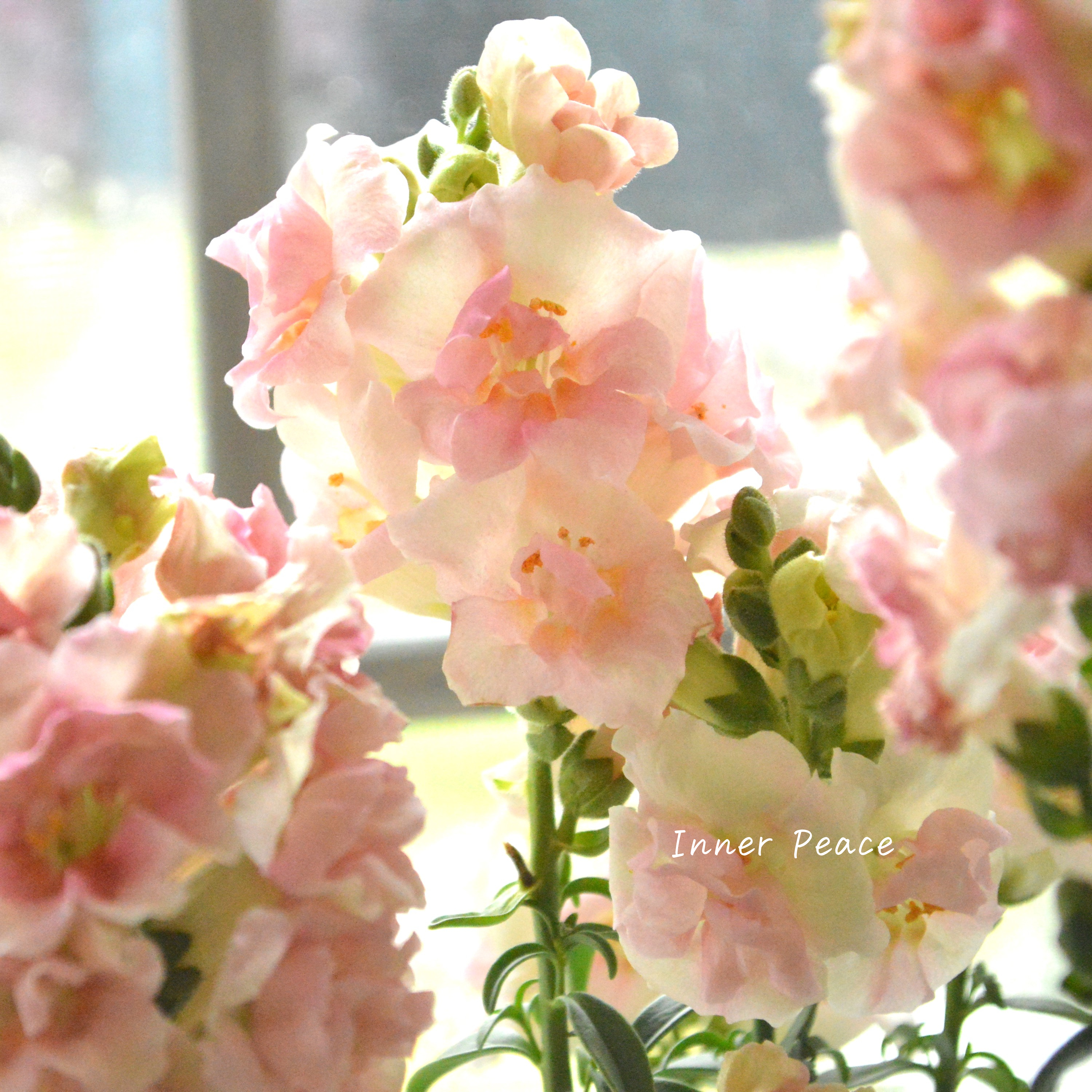 【かわいい】 奥田さん生産の キンギョソウ・トゥイニー 『アップルブロッサム』 3寸POT