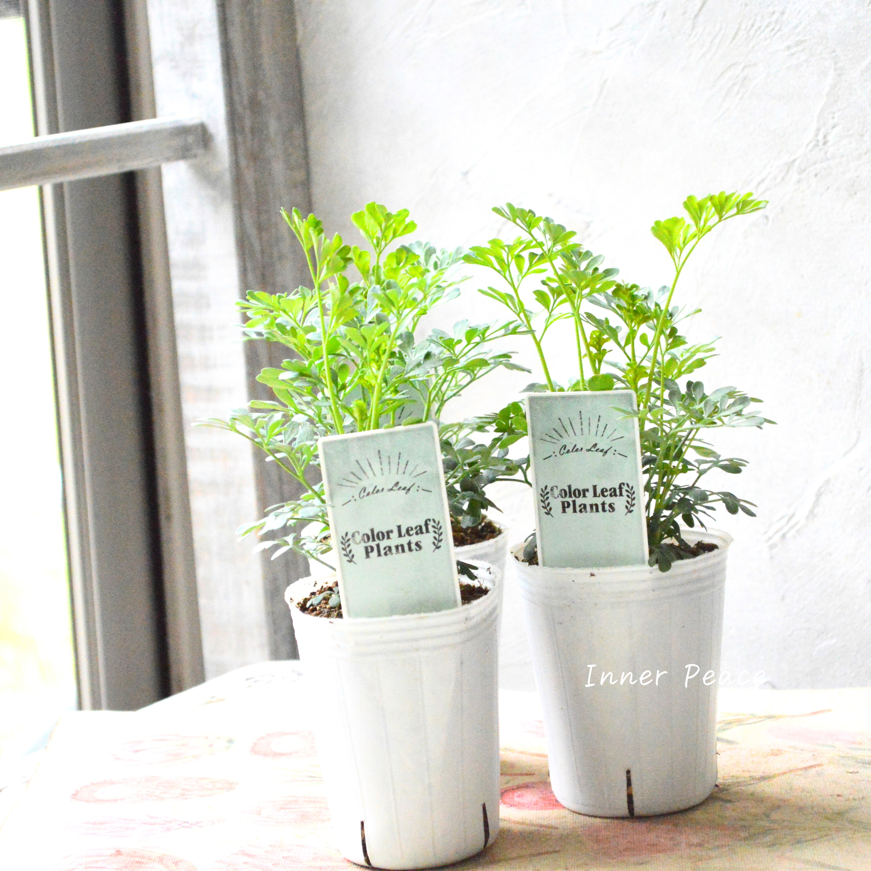 【常緑】 ガーデン・ルー 2.5寸POT