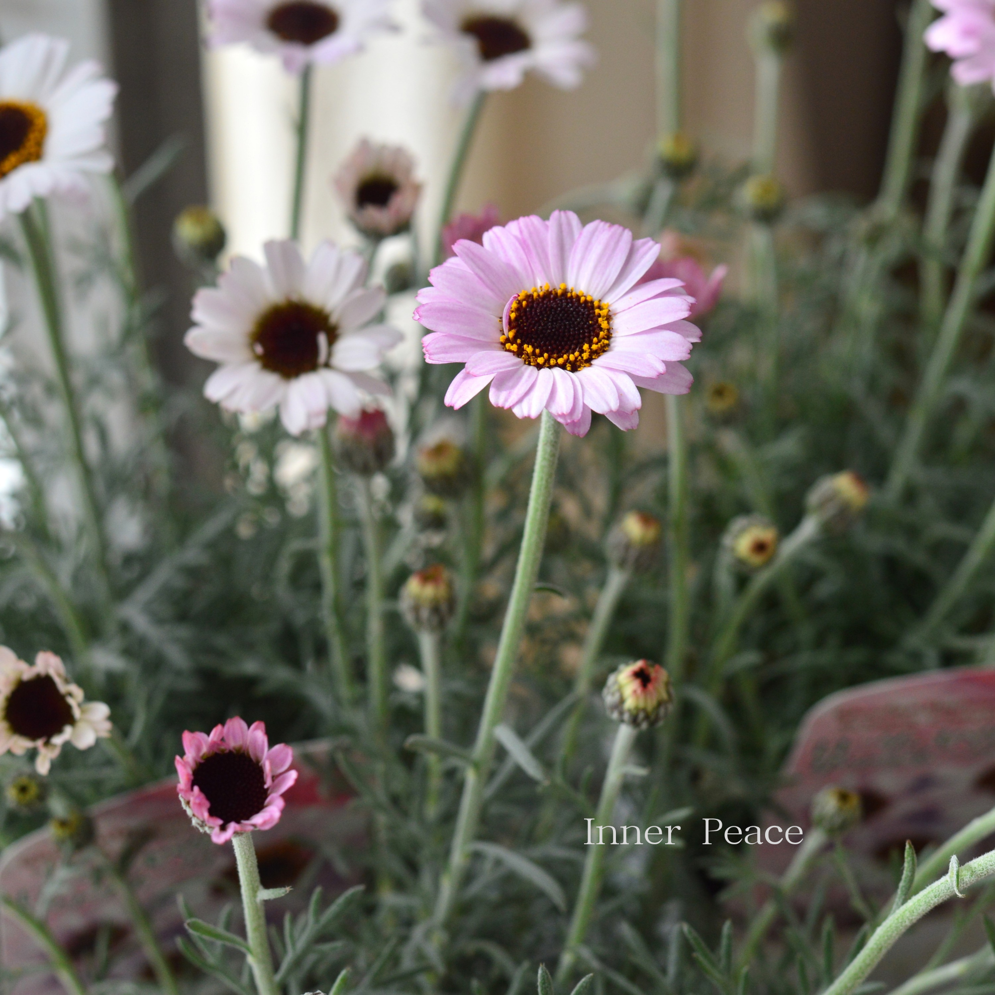 【New】 ローダンセマム 『サクラチーク』 3.5寸POT