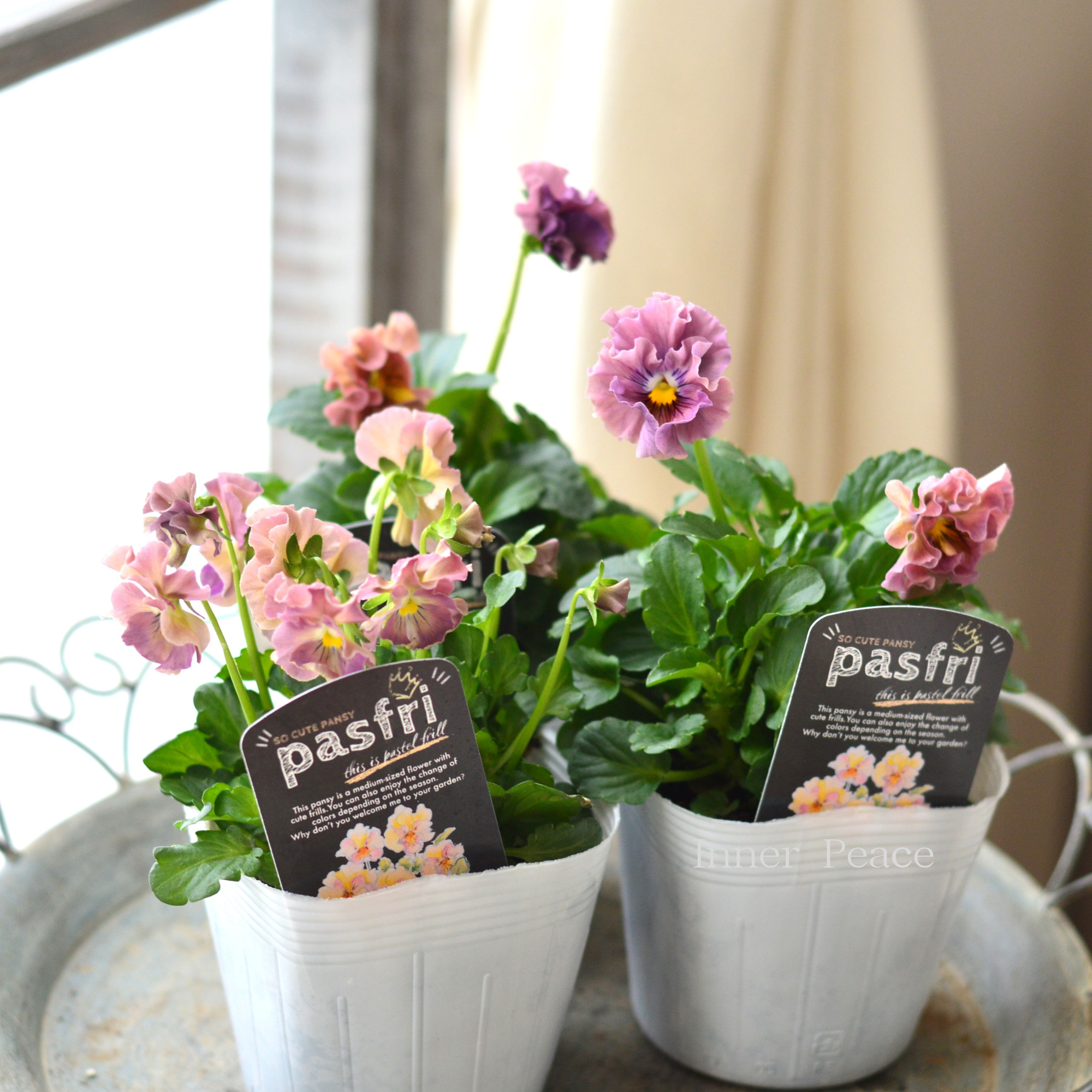 【桂楓園さんオリジナル】 パンジー 『pasfri ~パスフリ~・1番』 3.5寸POT