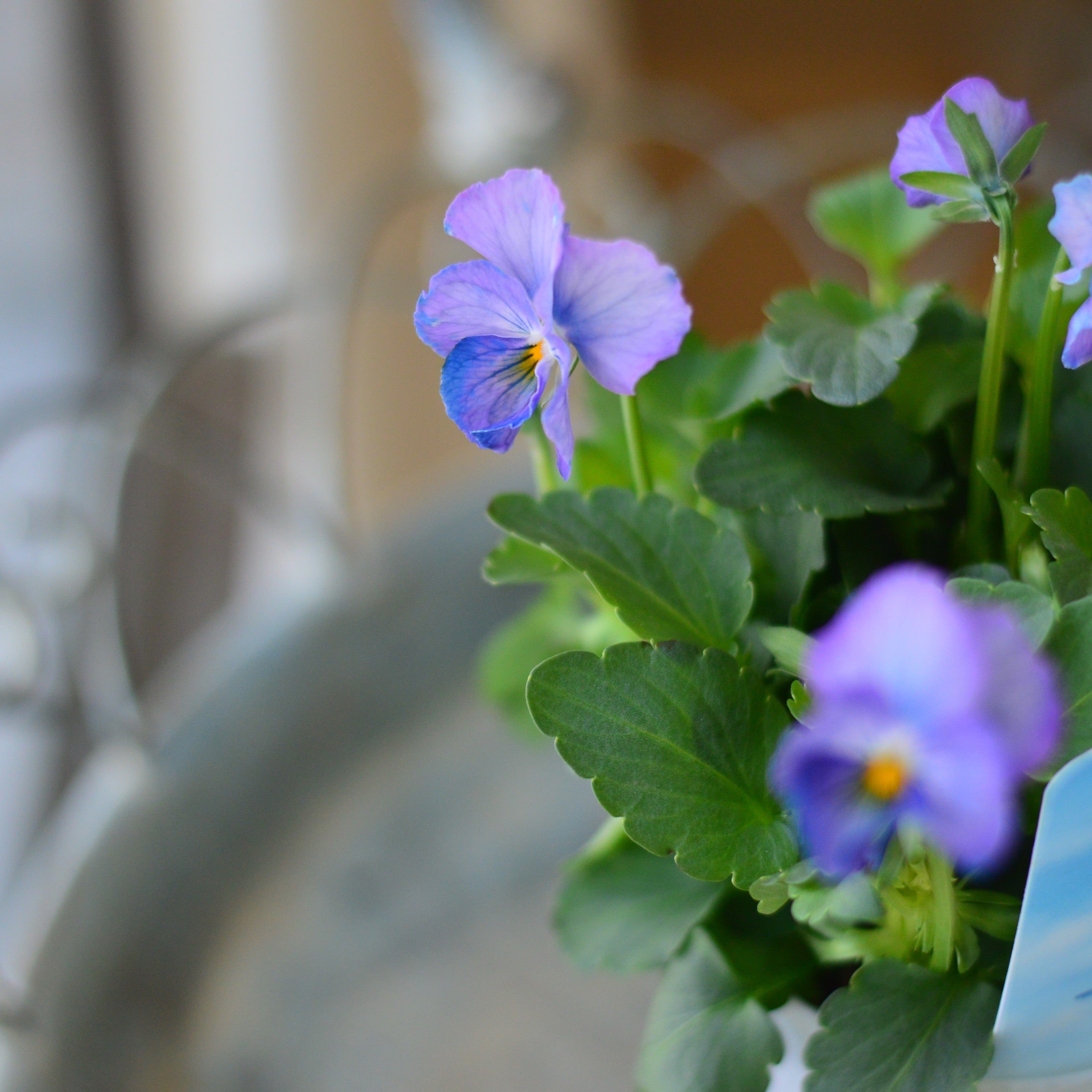 【人気】 ビオラ 『パステルフリル・淡青』 A 3寸POT