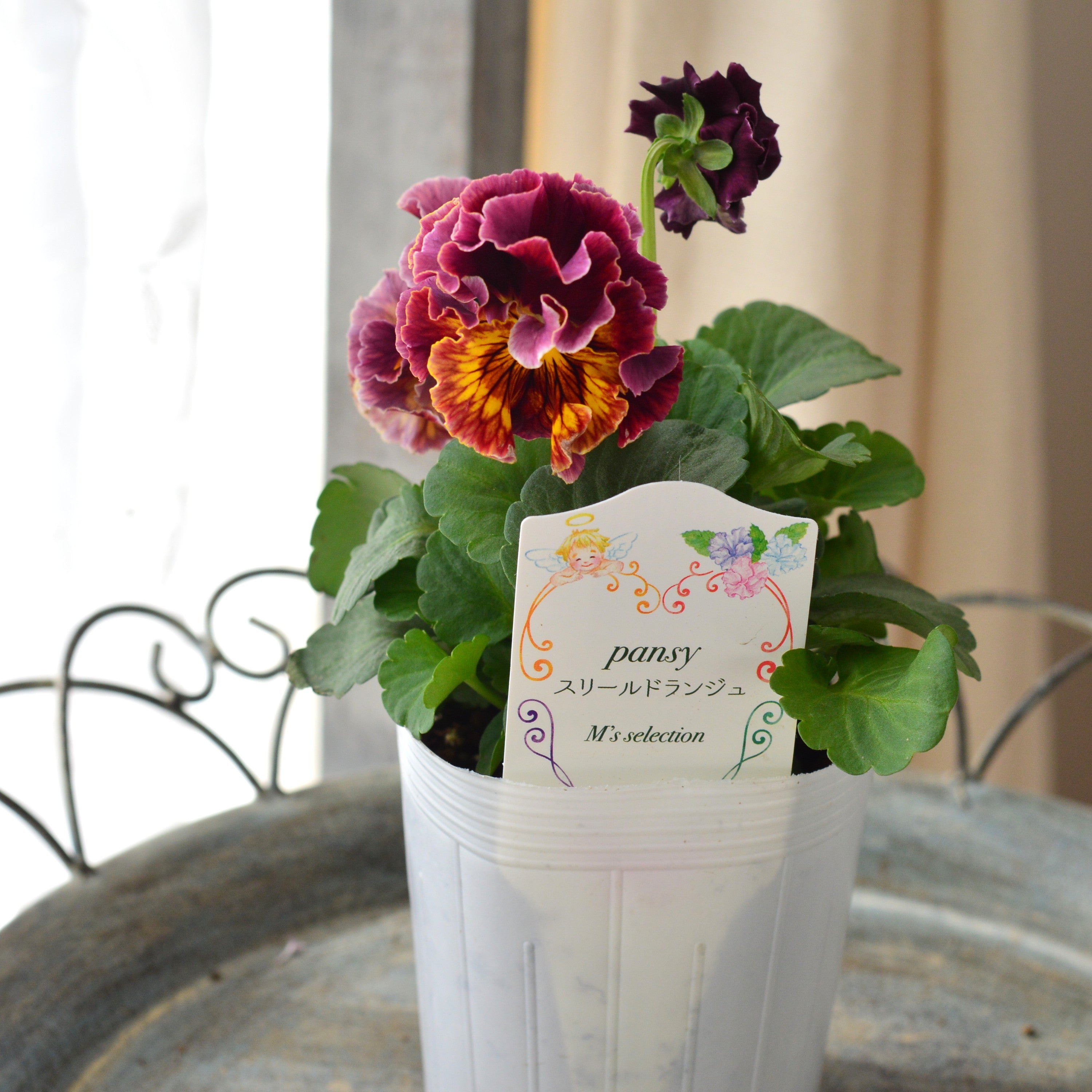 【松原園芸さん】 パンジー 『スリールドランジュ・レッド系』 3寸POT