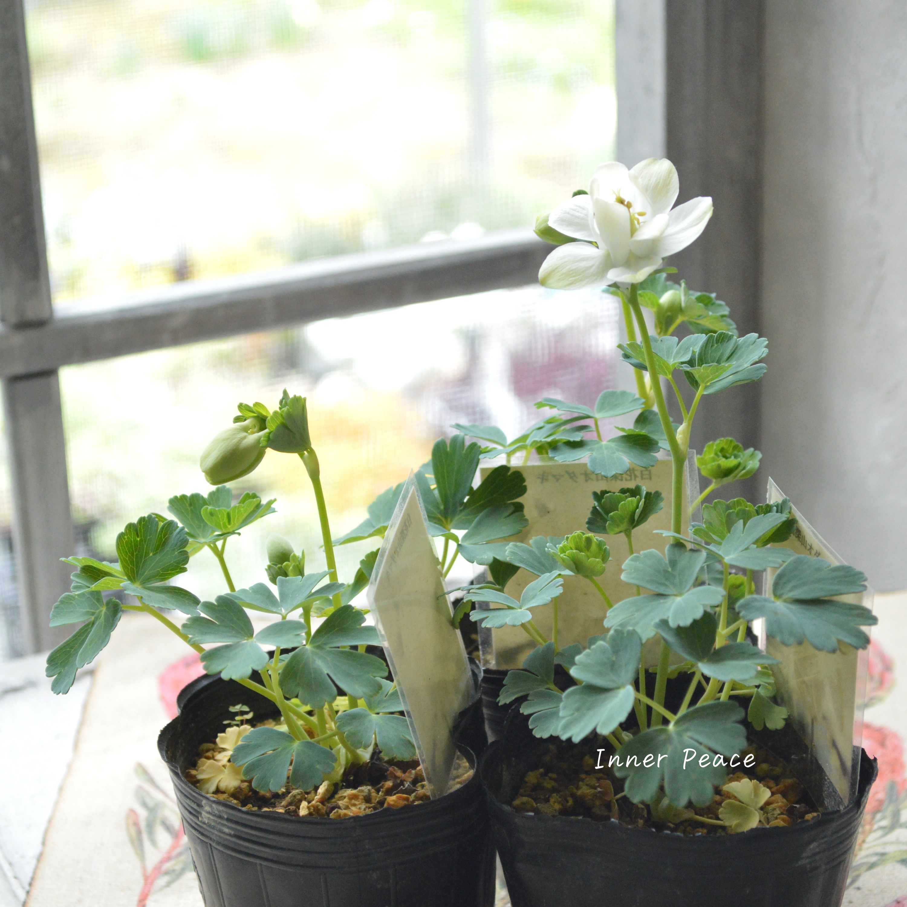 【美しい】 深山オダマキ 『白花』 3寸POT