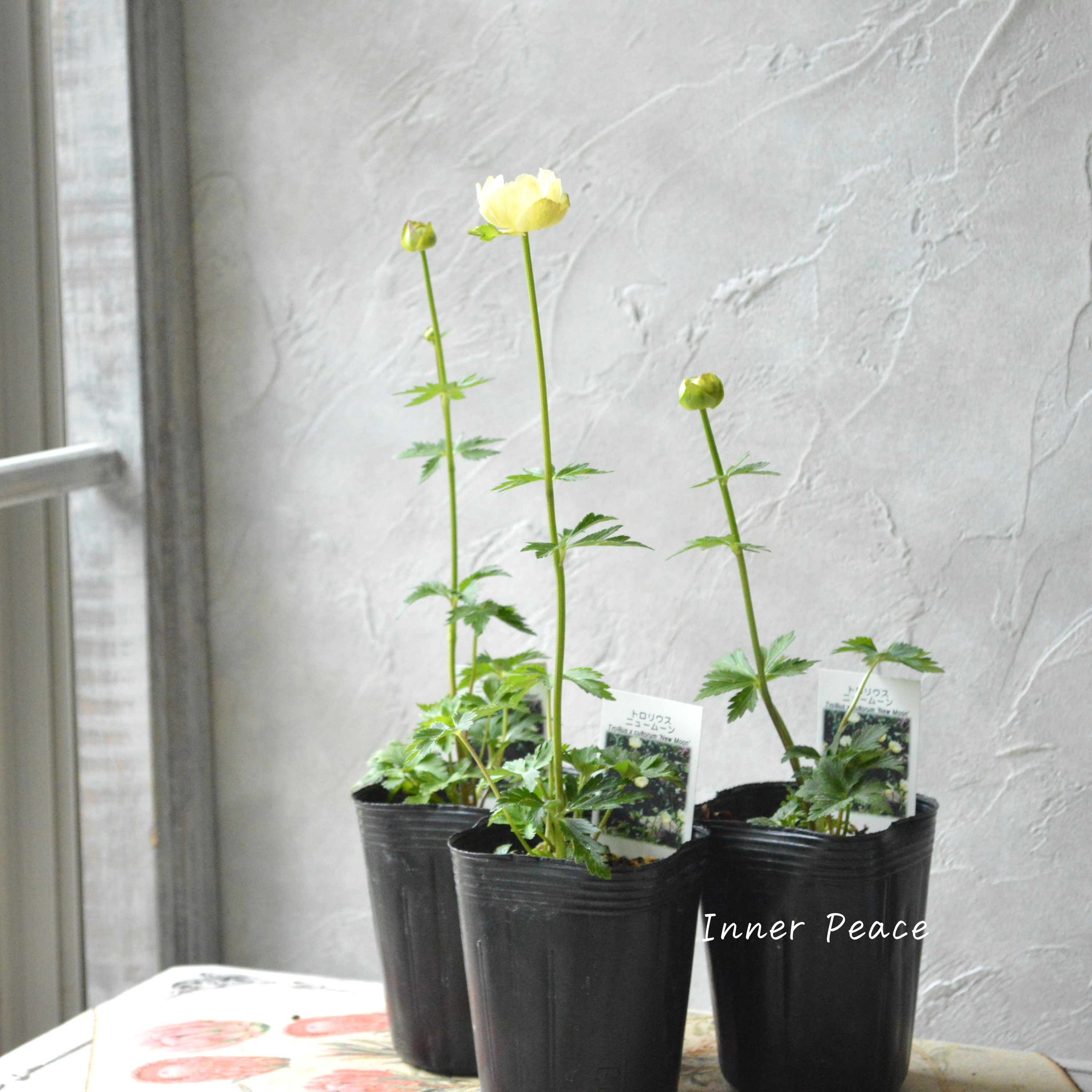 【素敵】 トロリウス 『ニュームーン』 3寸POT