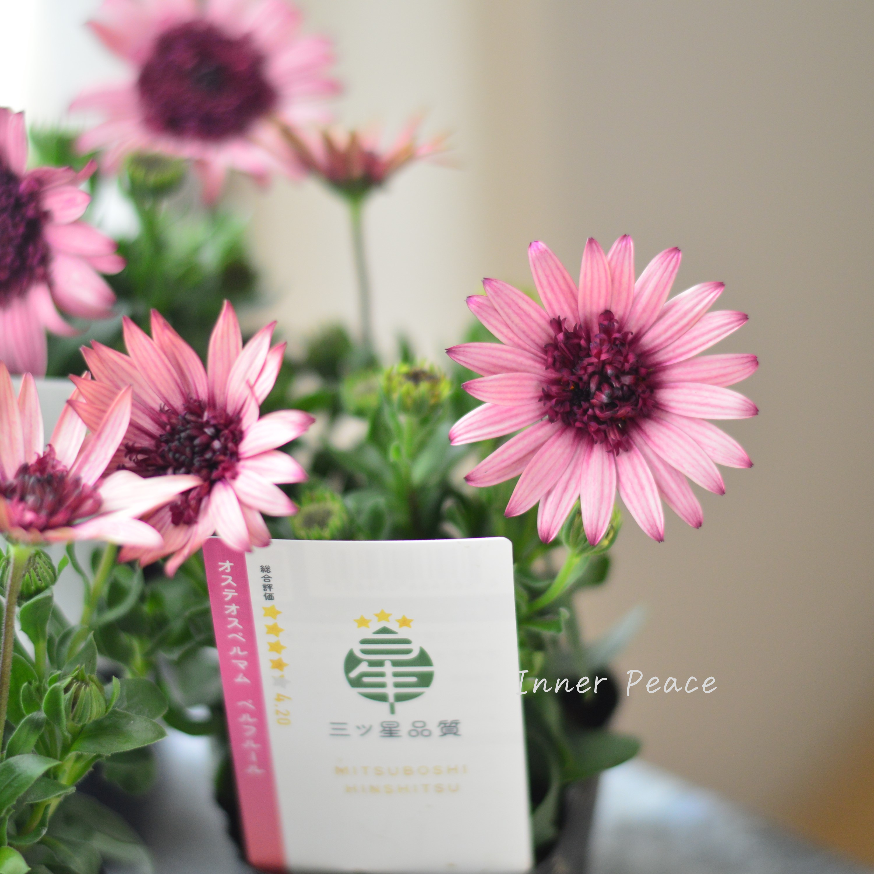 【大人かわいい】 オステオスペルマム 『ベルフルール・B』 3.5寸POT