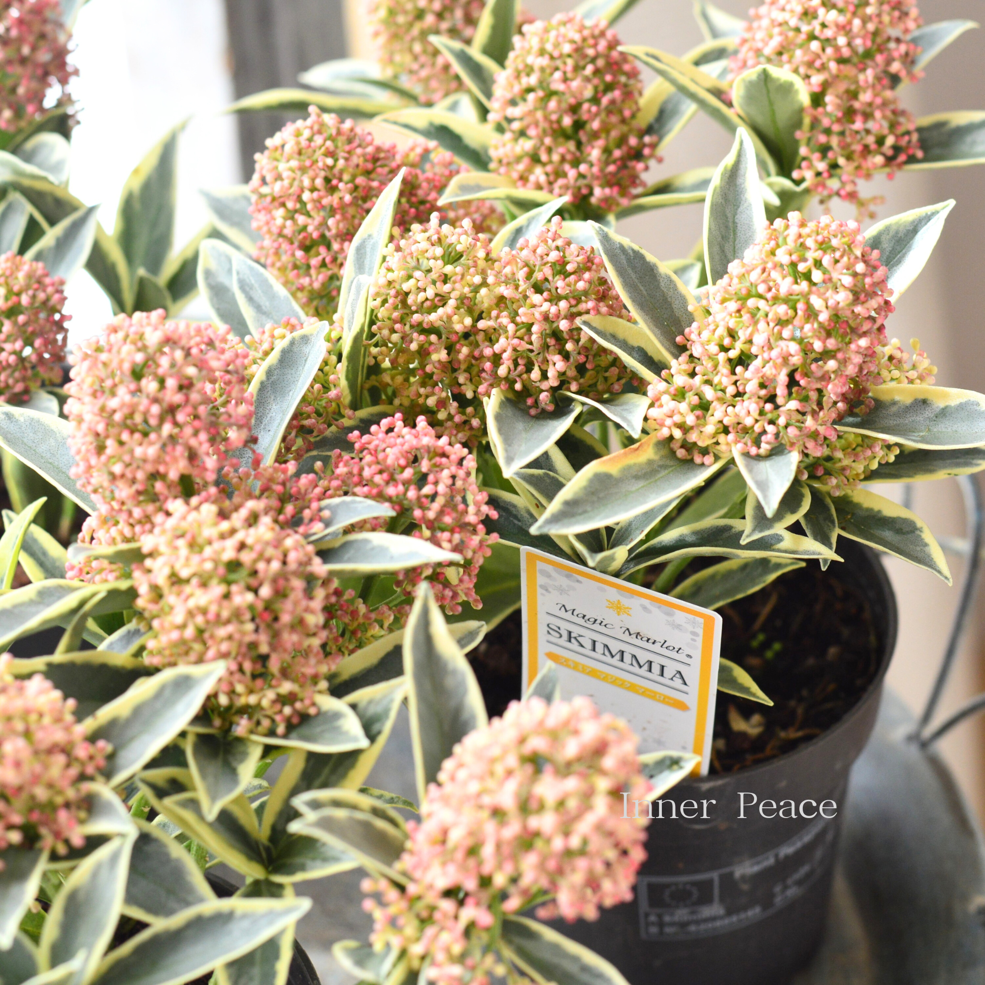 【希少】斑入り スキミヤ 『マジックマルロー』 3.5寸硬質POT