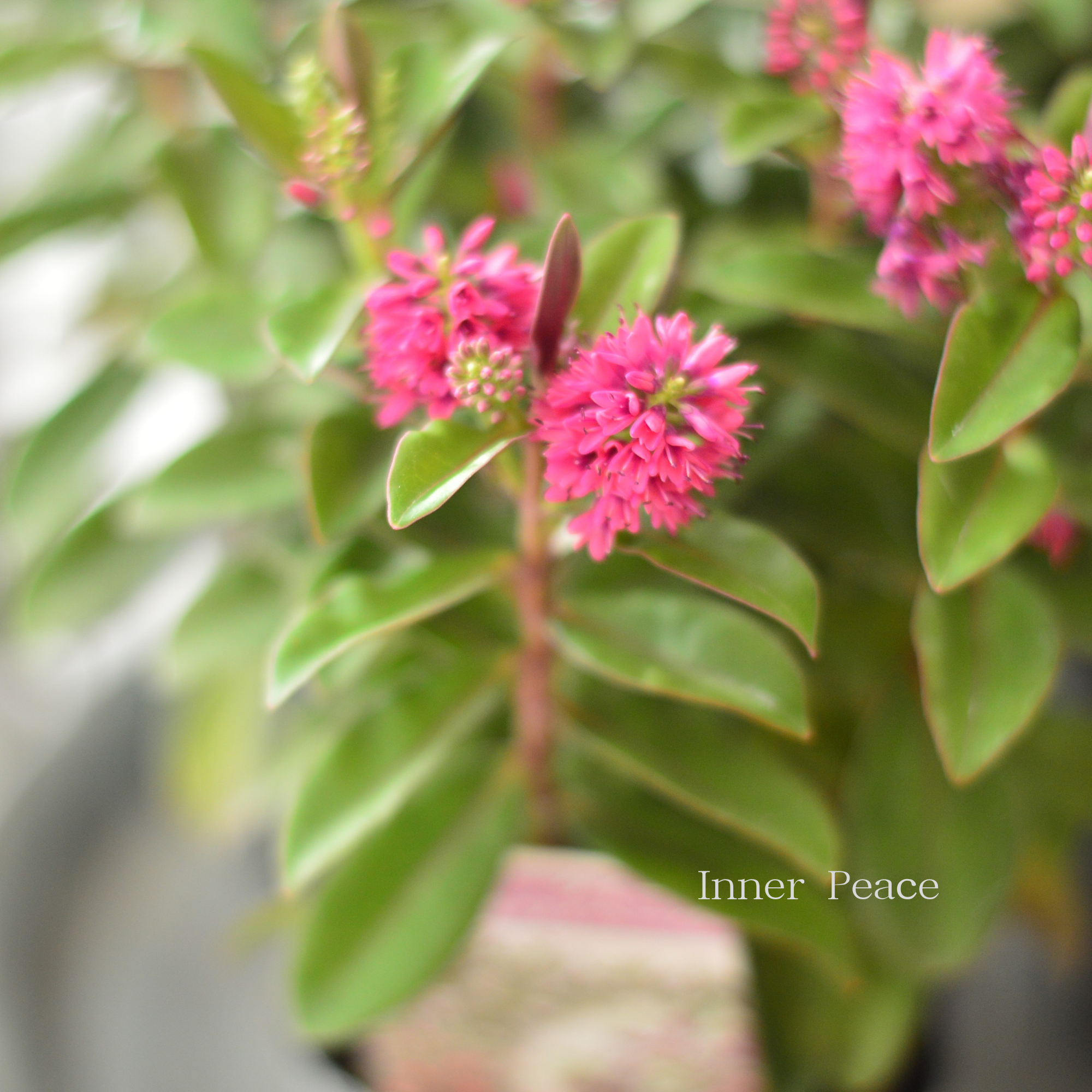 【個性的】 ヘーベ 『クイーン・キウィヘーベ ピンク系』 3.5寸POT