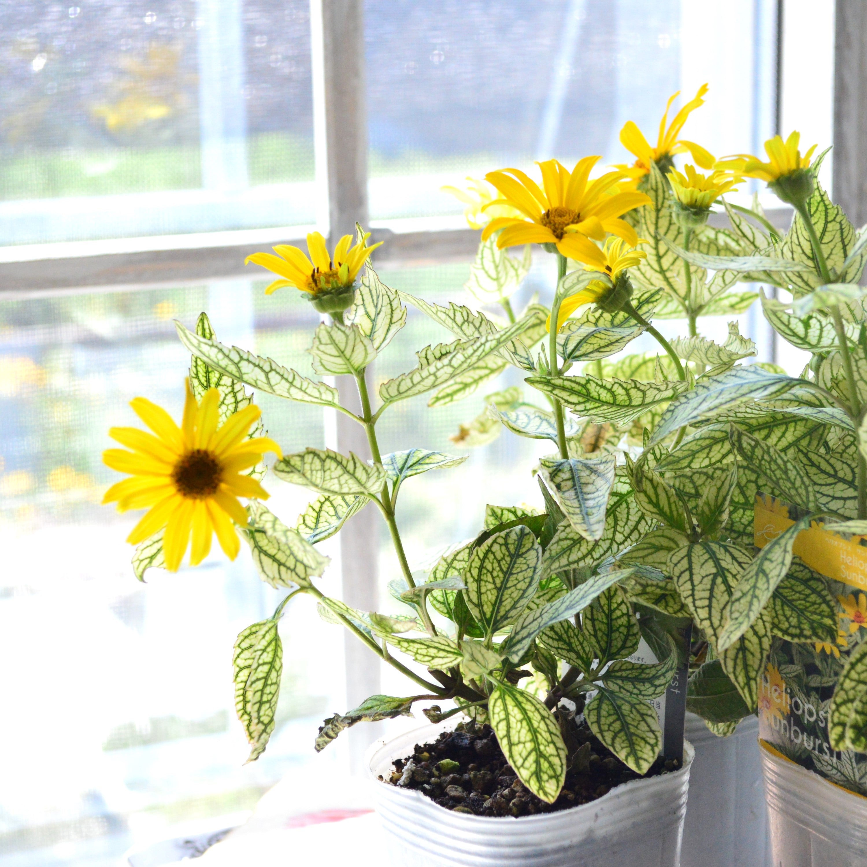 【開花期が長い】 ヘリオプシス 『サンバースト』 3寸POT