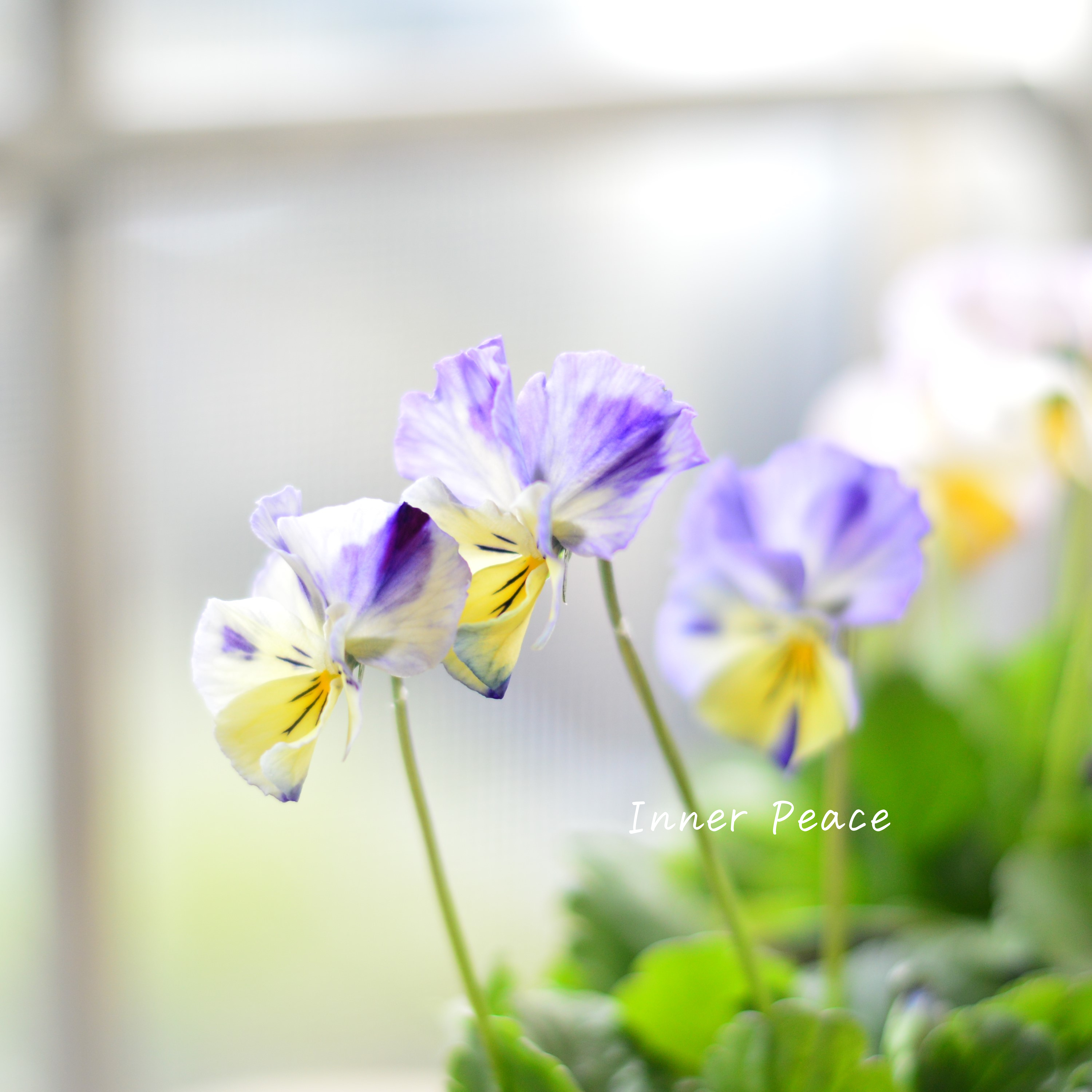 【人気】 ビオラ 『横浜セレクション・花まつり』 3寸POT