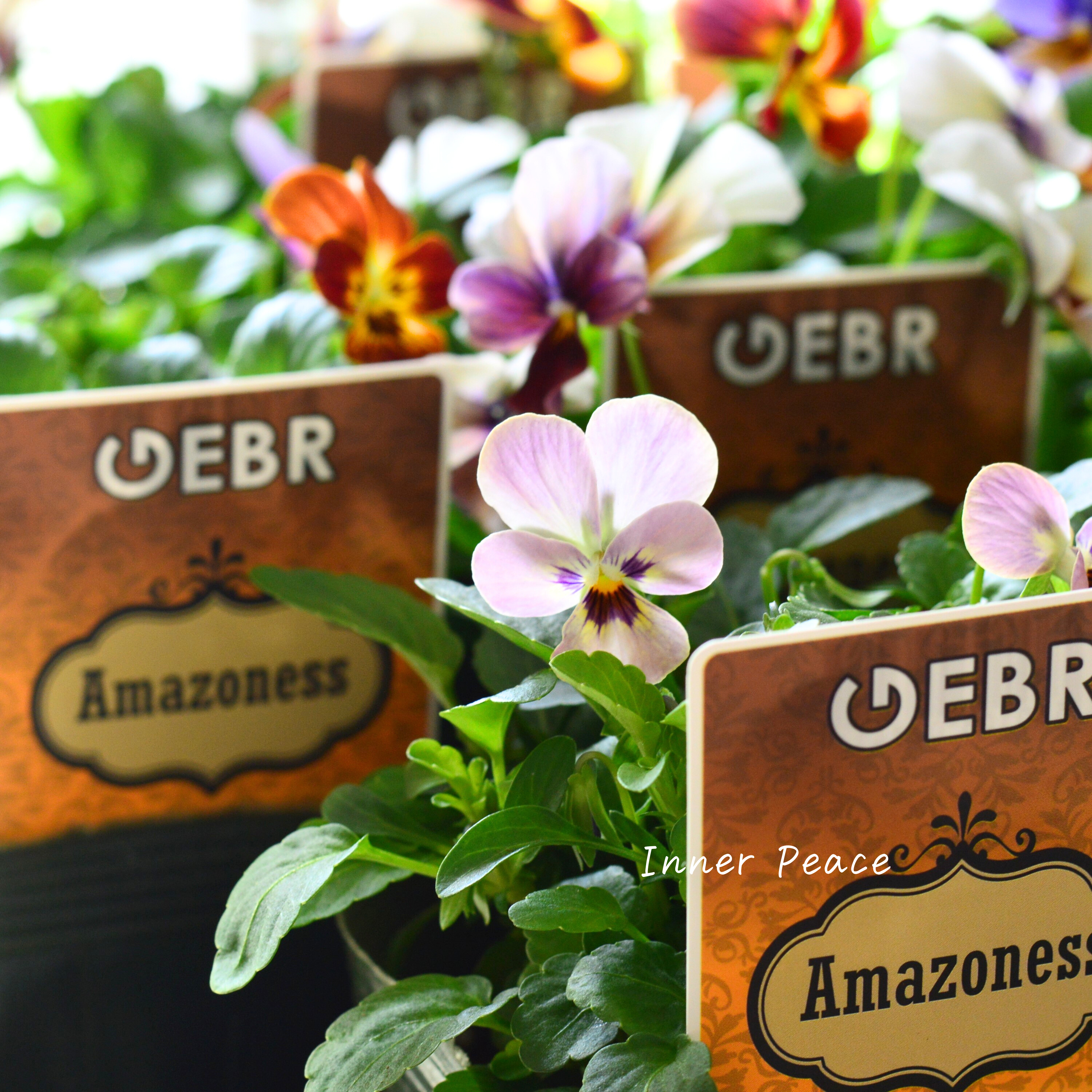 【ゲブラさん】 ビオラ 『アマゾネス』 3.5寸POT