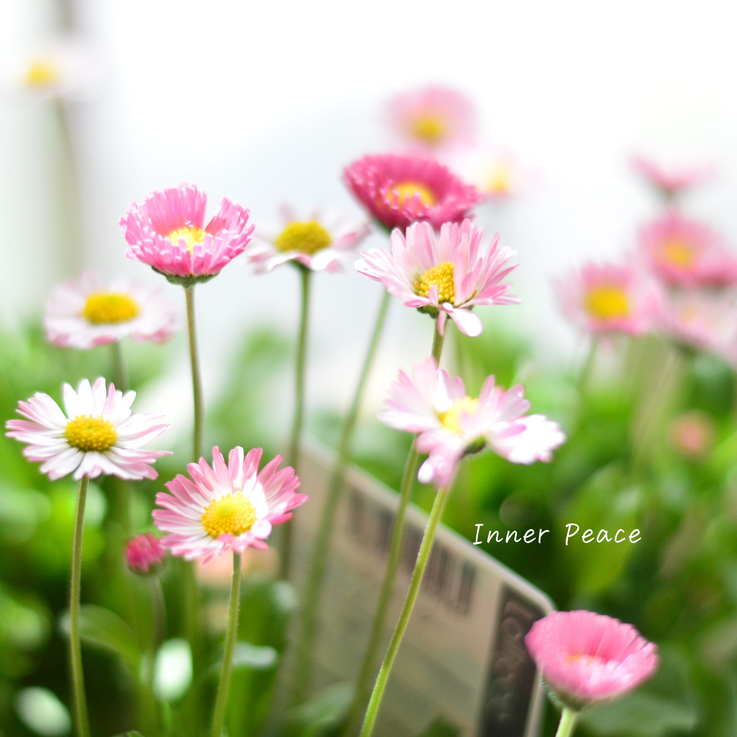 【かわいい】 イングリッシュデージー 『ロリポップ』 3寸POT