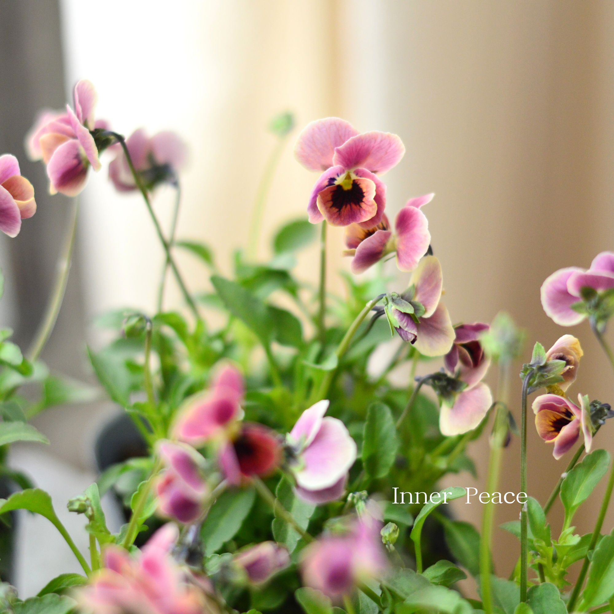 【見元園芸さん】 ビオラ 『ピンクコアラ』 3寸POT