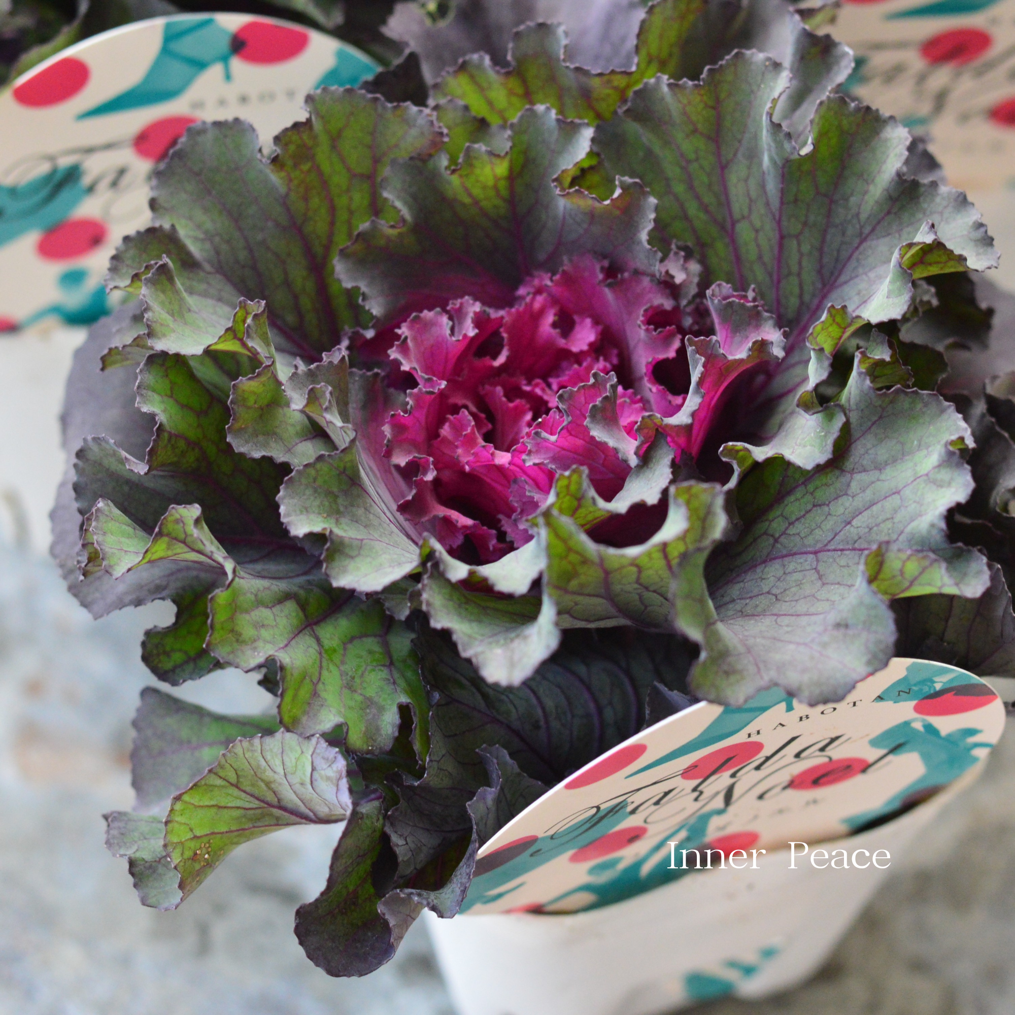 【寄せ植えに】 葉牡丹 『ファルダノエル』 3寸POT