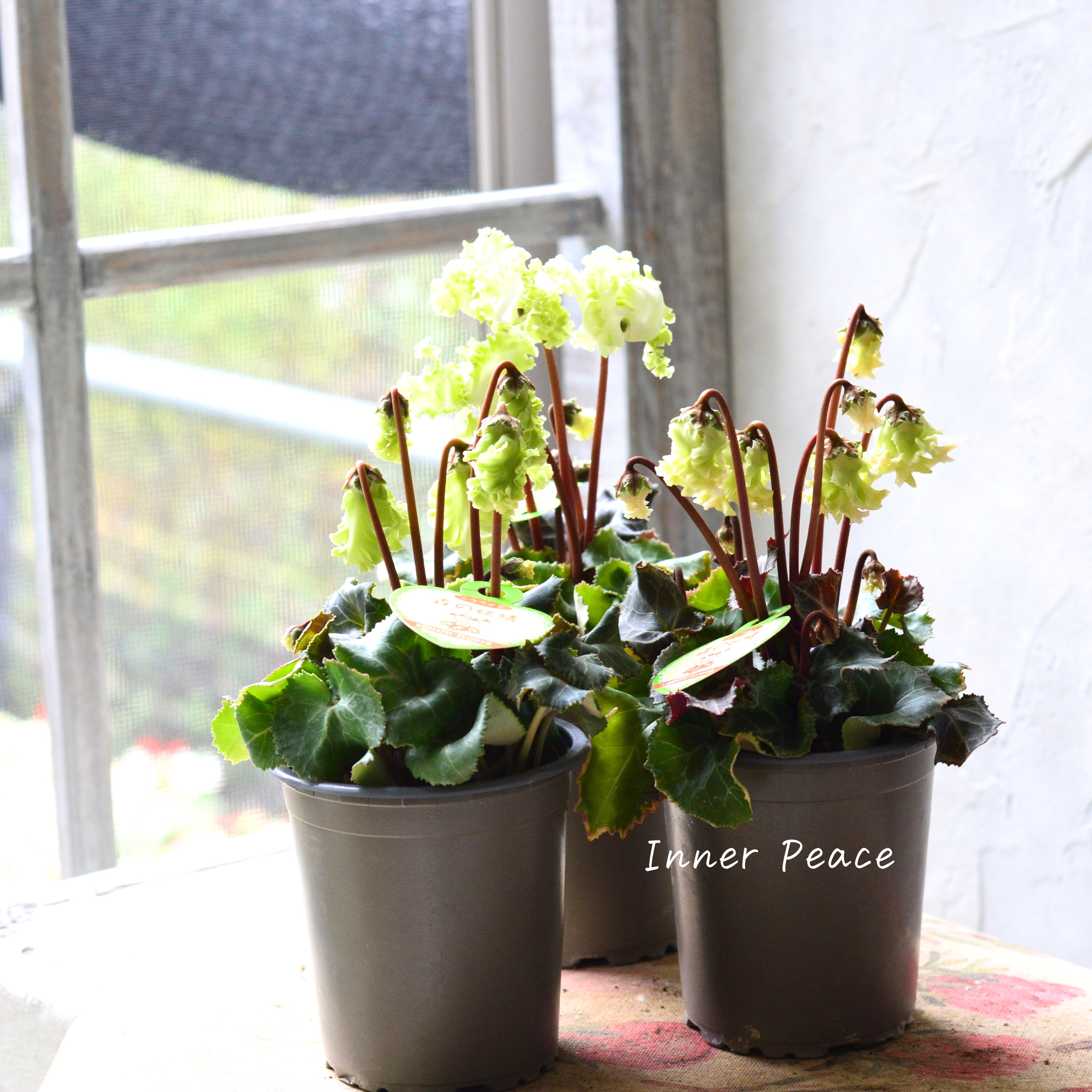 【美しい】 ガーデンシクラメン 『森の妖精』 3寸ロング硬質POT