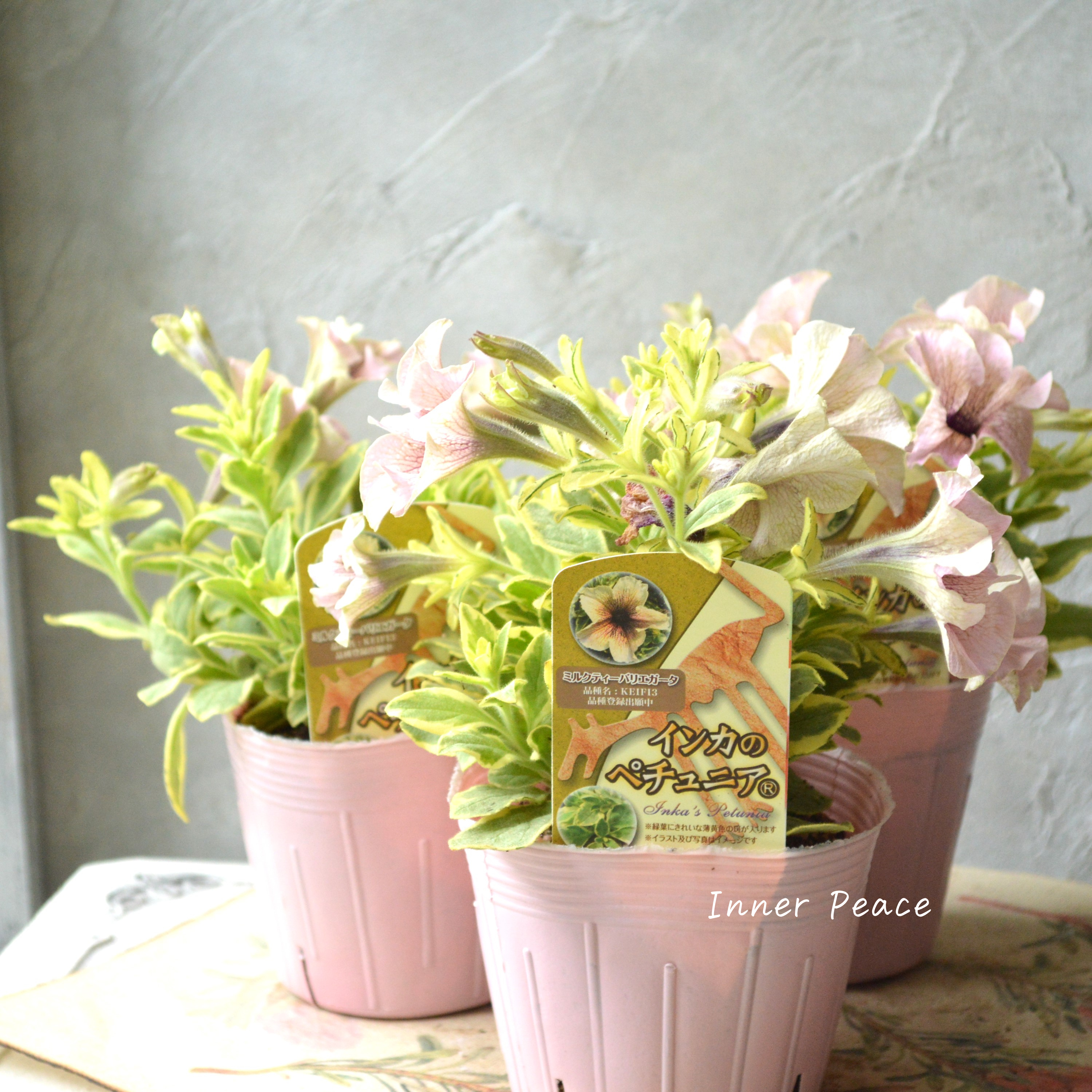 【斑入り】 ペチュニア 『インカのペチュニア・ミルクティーバリエガータ』 3.5寸POT