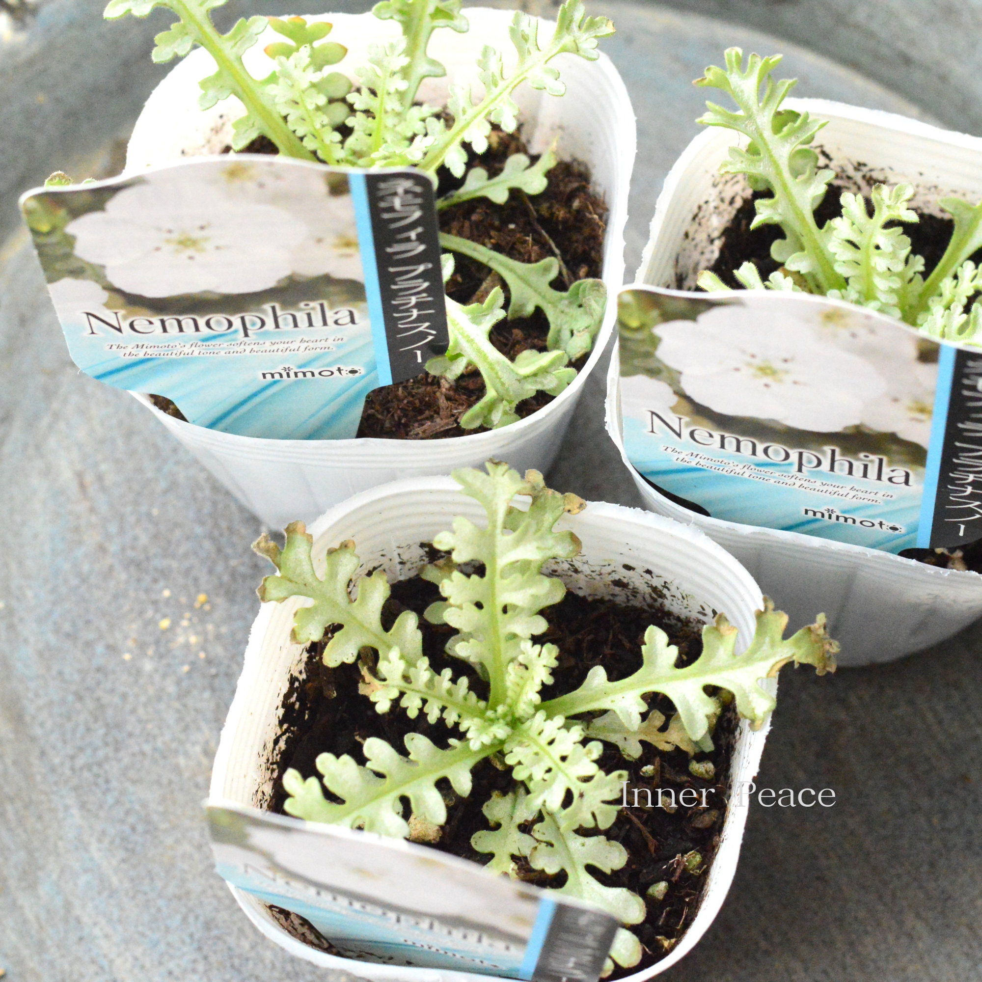 【見元園芸さん】 ネモフィラ 『プラチナスノー』 植え込み用 3寸POT