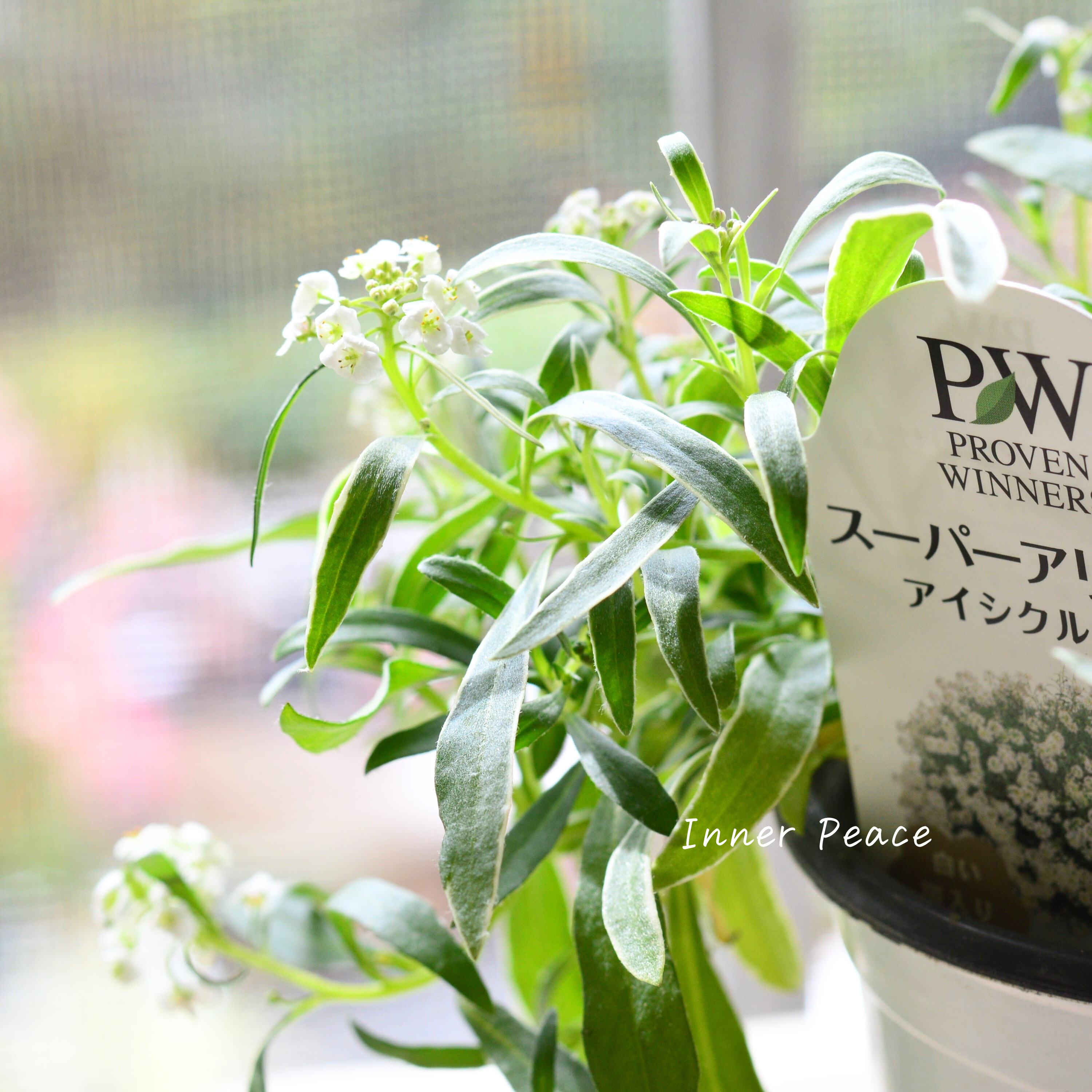 【PWさん】 2024New! スーパーアリッサム 『アイシクルナイト』 3.5寸硬質POT