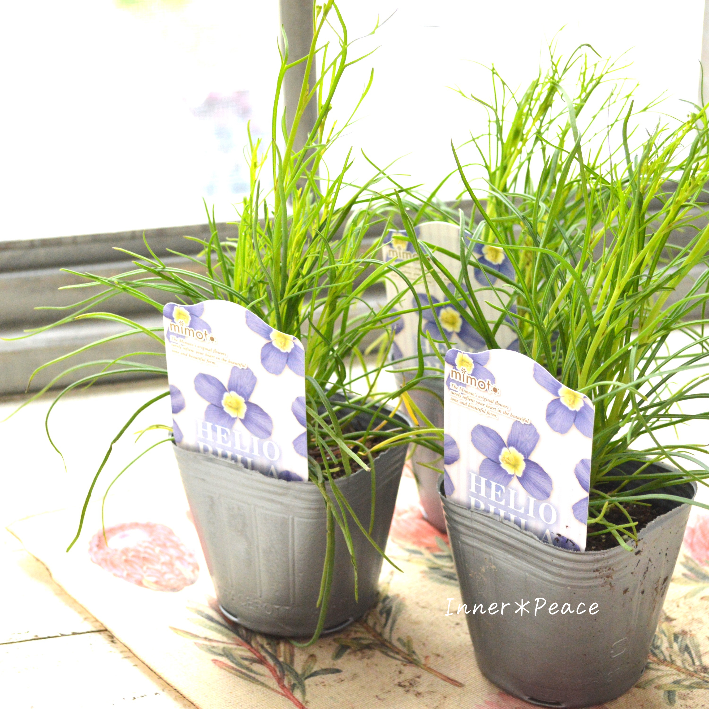 【見元園芸さん】 ヘリオフィラ 『ブルーインパルス』 3寸POT