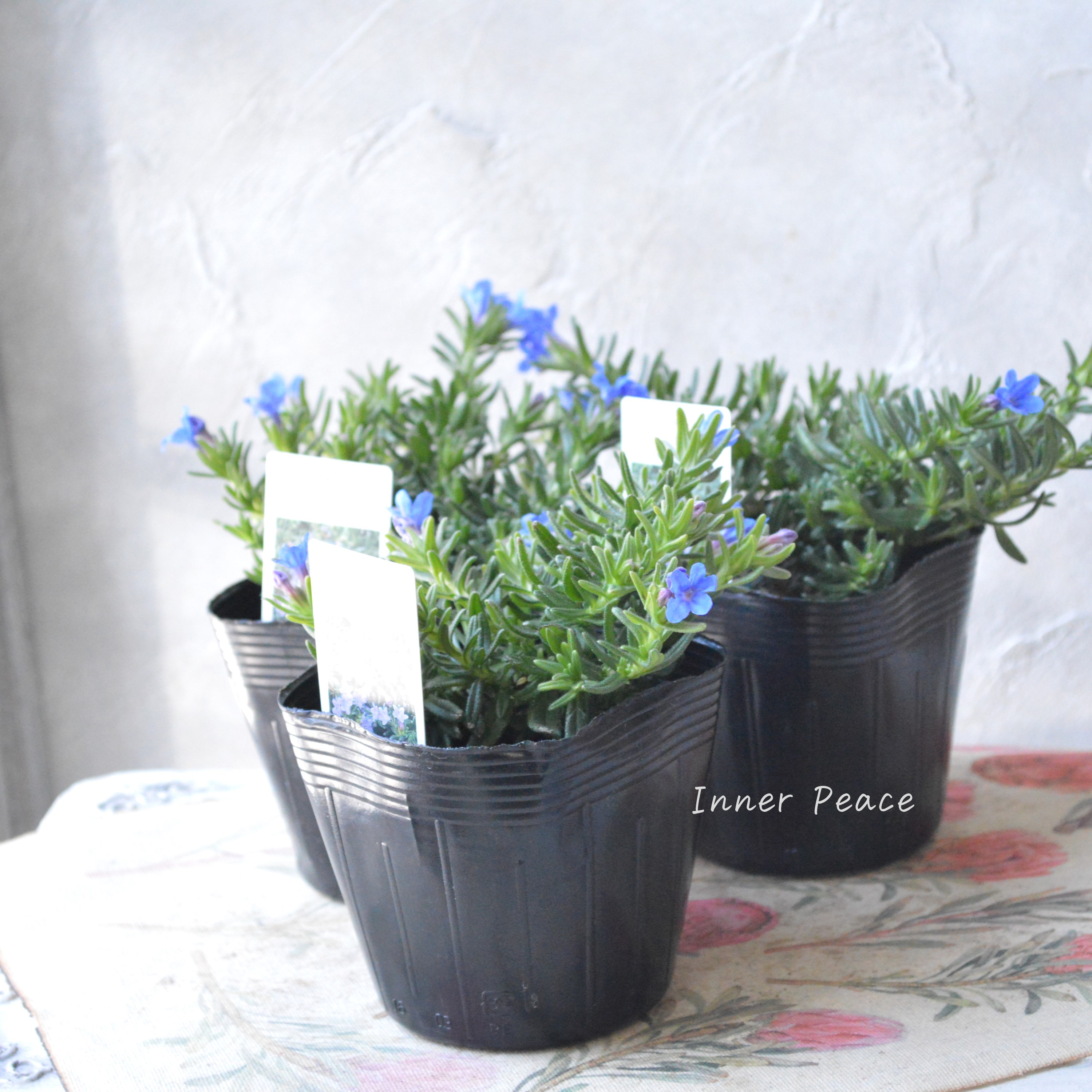 【美しい】 ミヤマホタルカズラ 『むらさき小花』 3.5寸POT