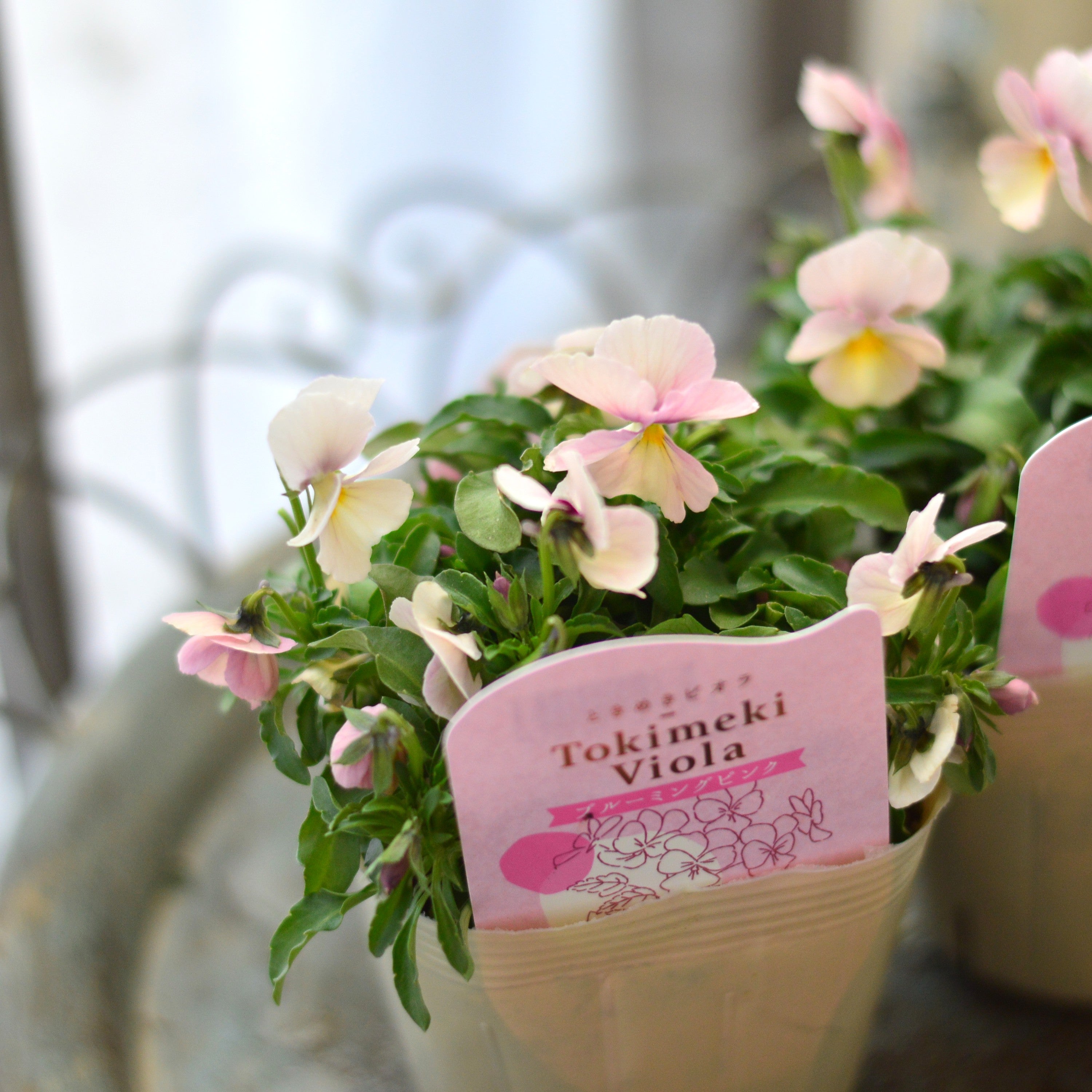 【奥田園芸さん】 ときめきビオラ 『ブルーミングピンク』 3.5寸POT