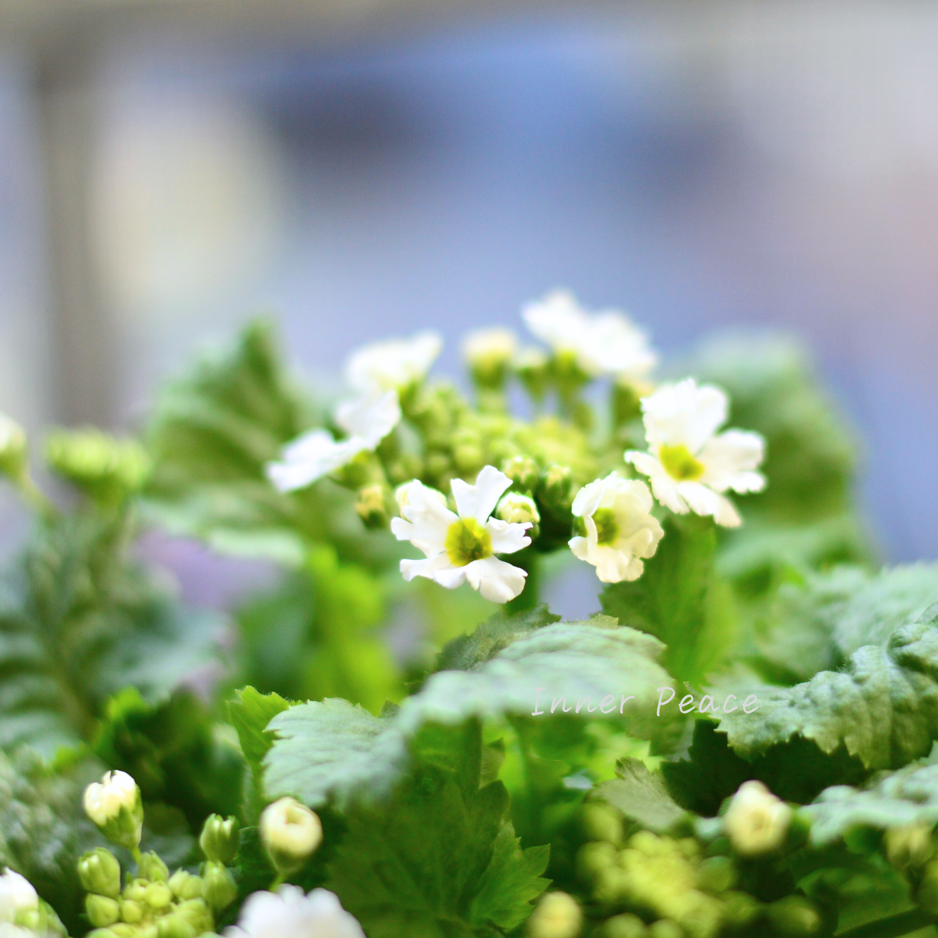 【北島園芸さん】 サクラソウ 『シュガーミント(仮)』 3.5寸POT