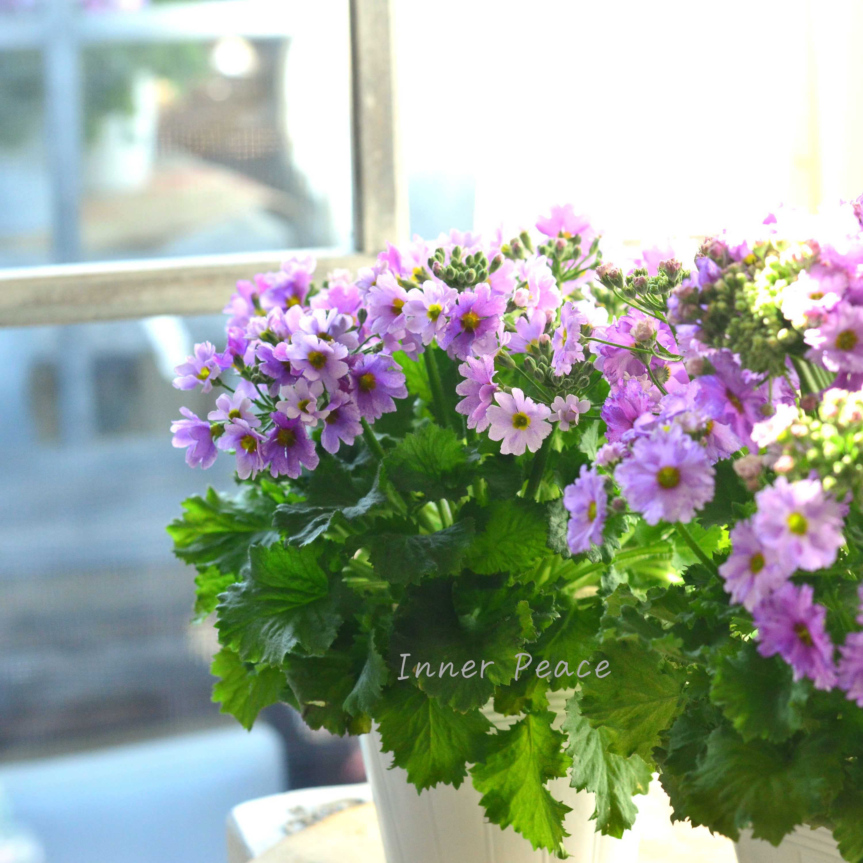 【北島園芸さん】 サクラソウ 『フリル咲き・薄パープル』 3.5寸POT