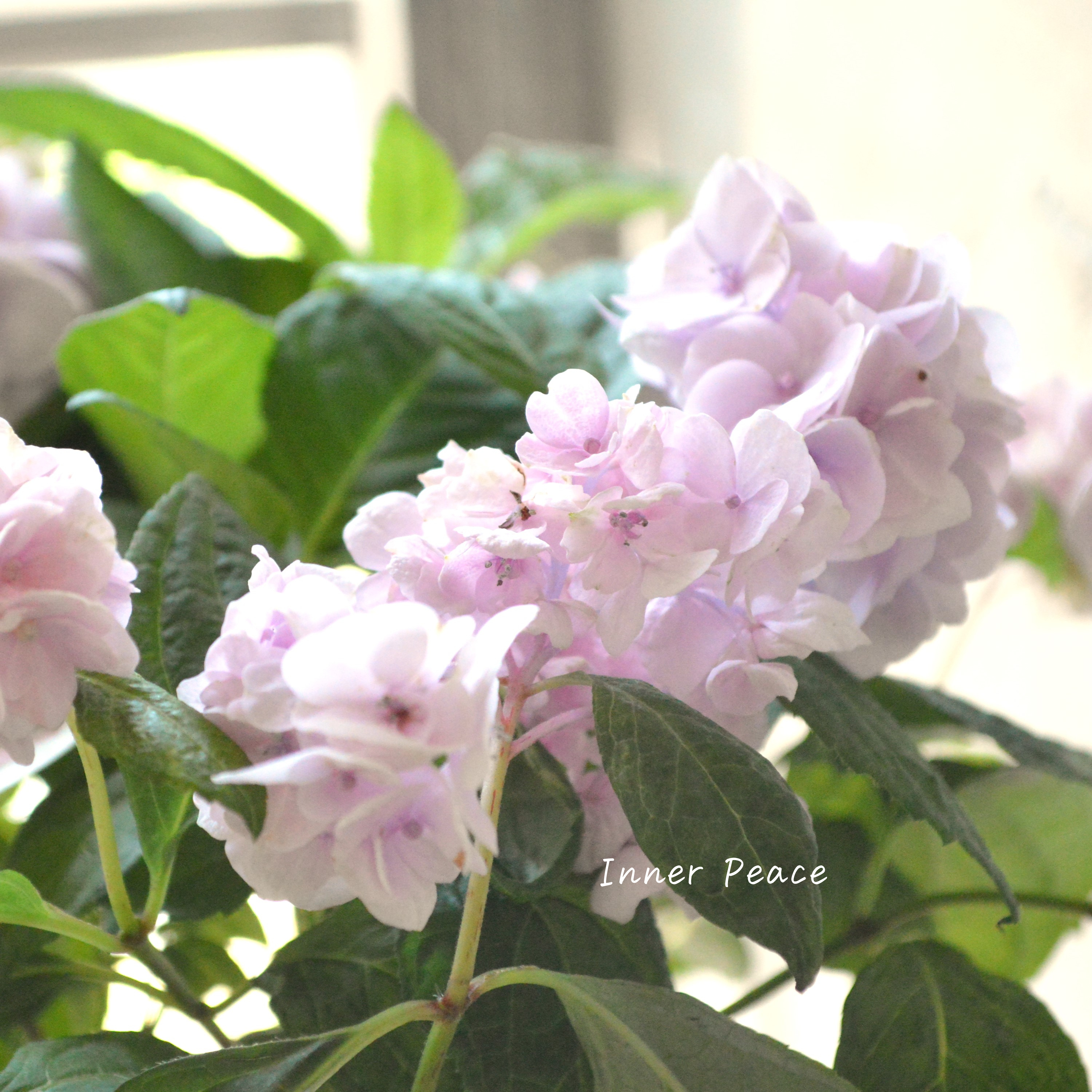 【吉岡麗子さん】 紫陽花 (ぽじさい) 『伊予獅子てまり』 3号POT