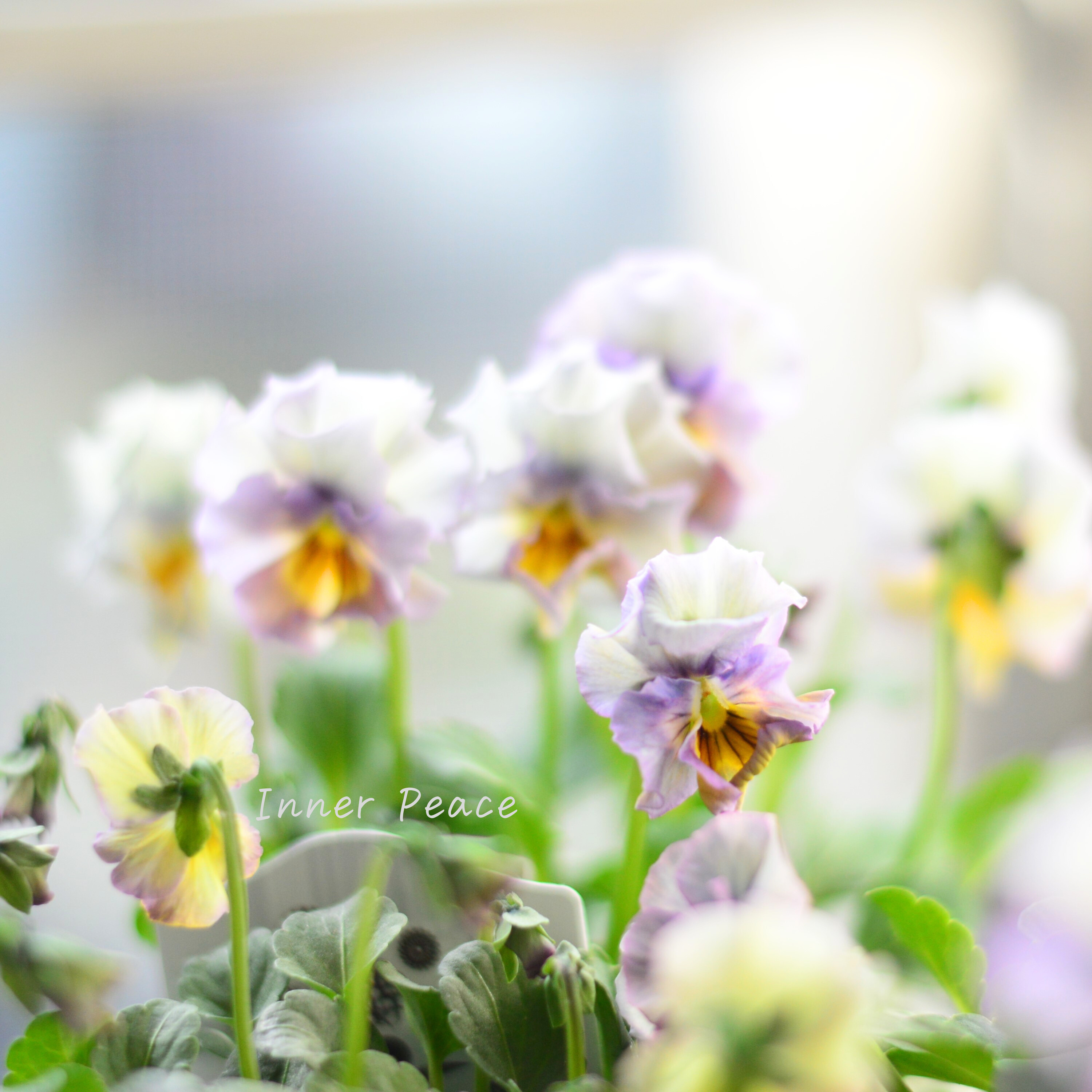 【希少】 ナラティブフラワーズさん試作品ビオラ 3寸ロングPOT